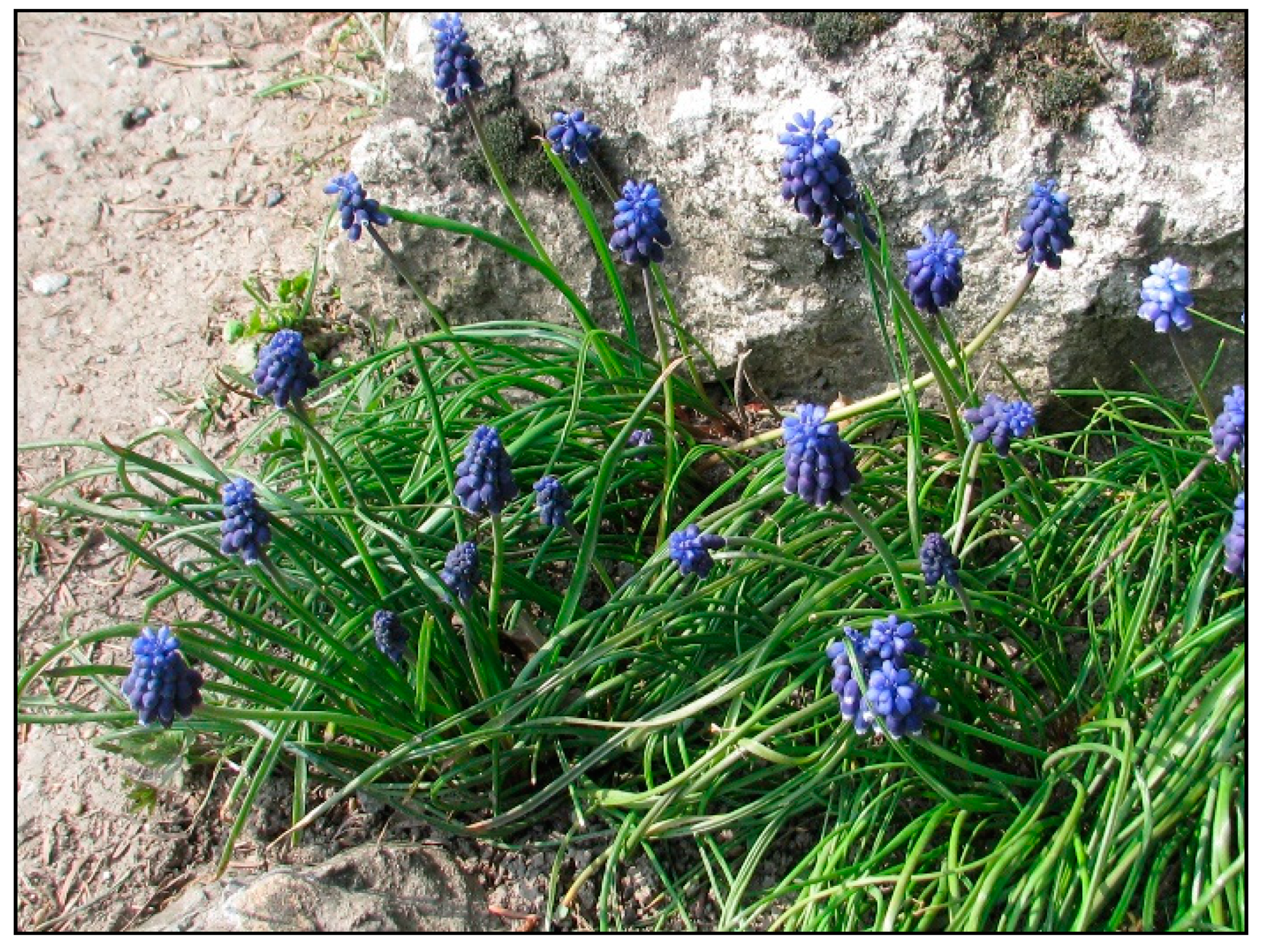 Toxins 15 00346 g022