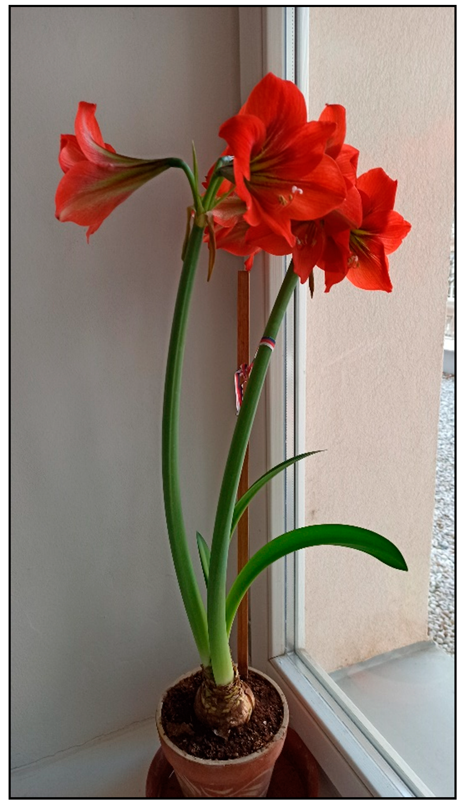 Toxins 15 00346 g024