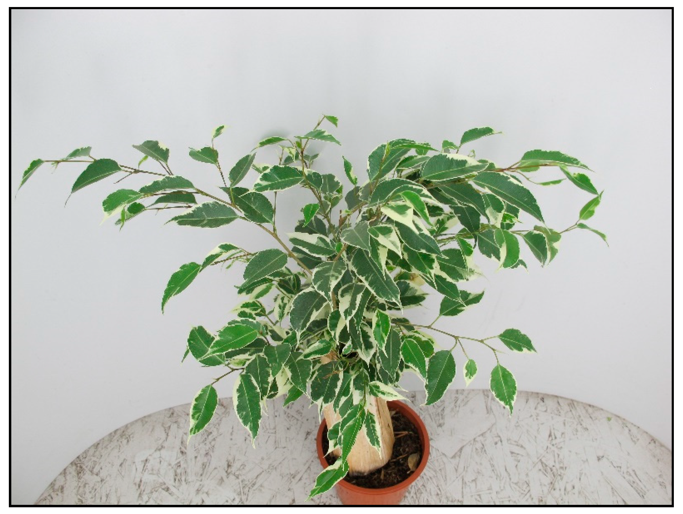 Toxins 15 00346 g033