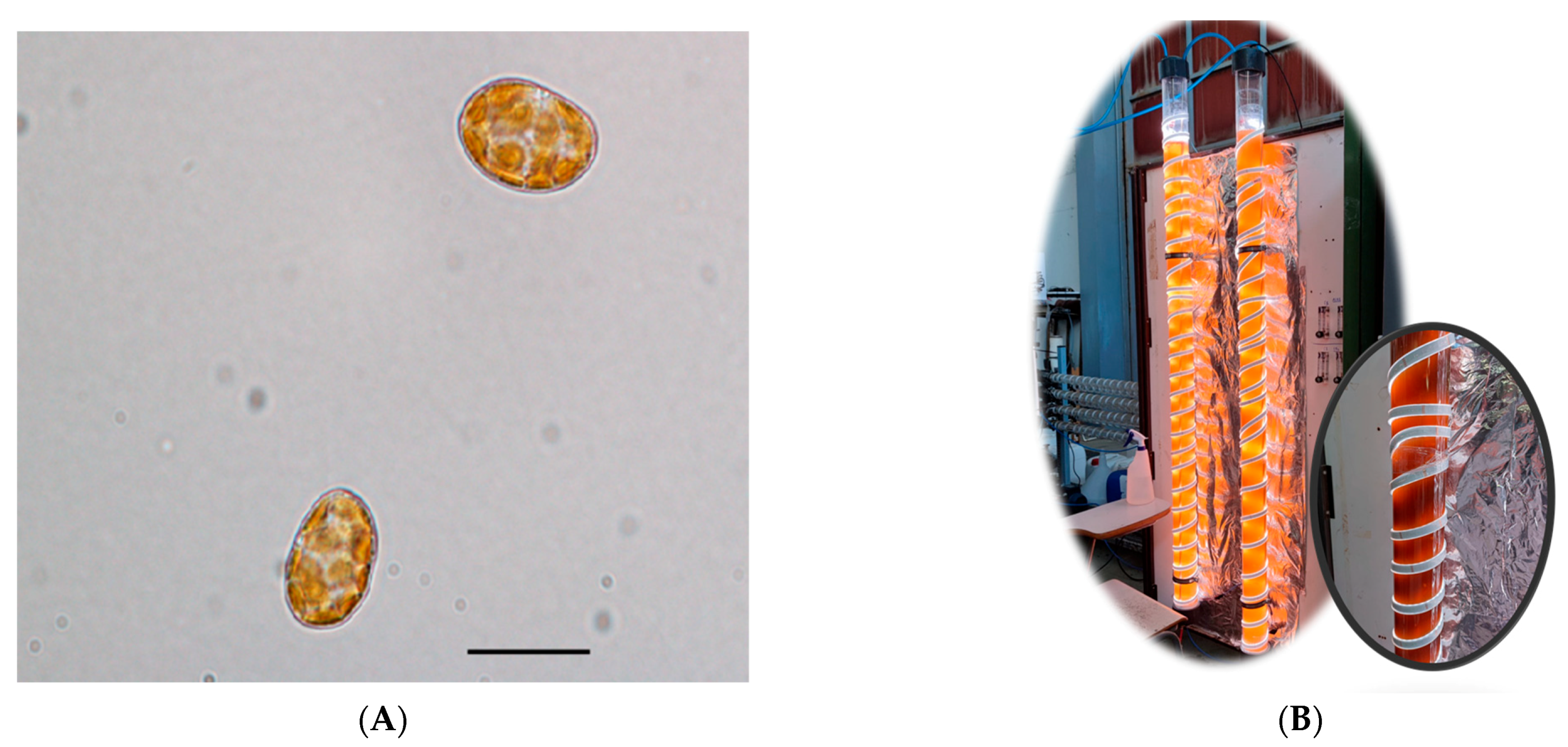 Toxins 15 00349 g006 Toxins 15 00349 g006