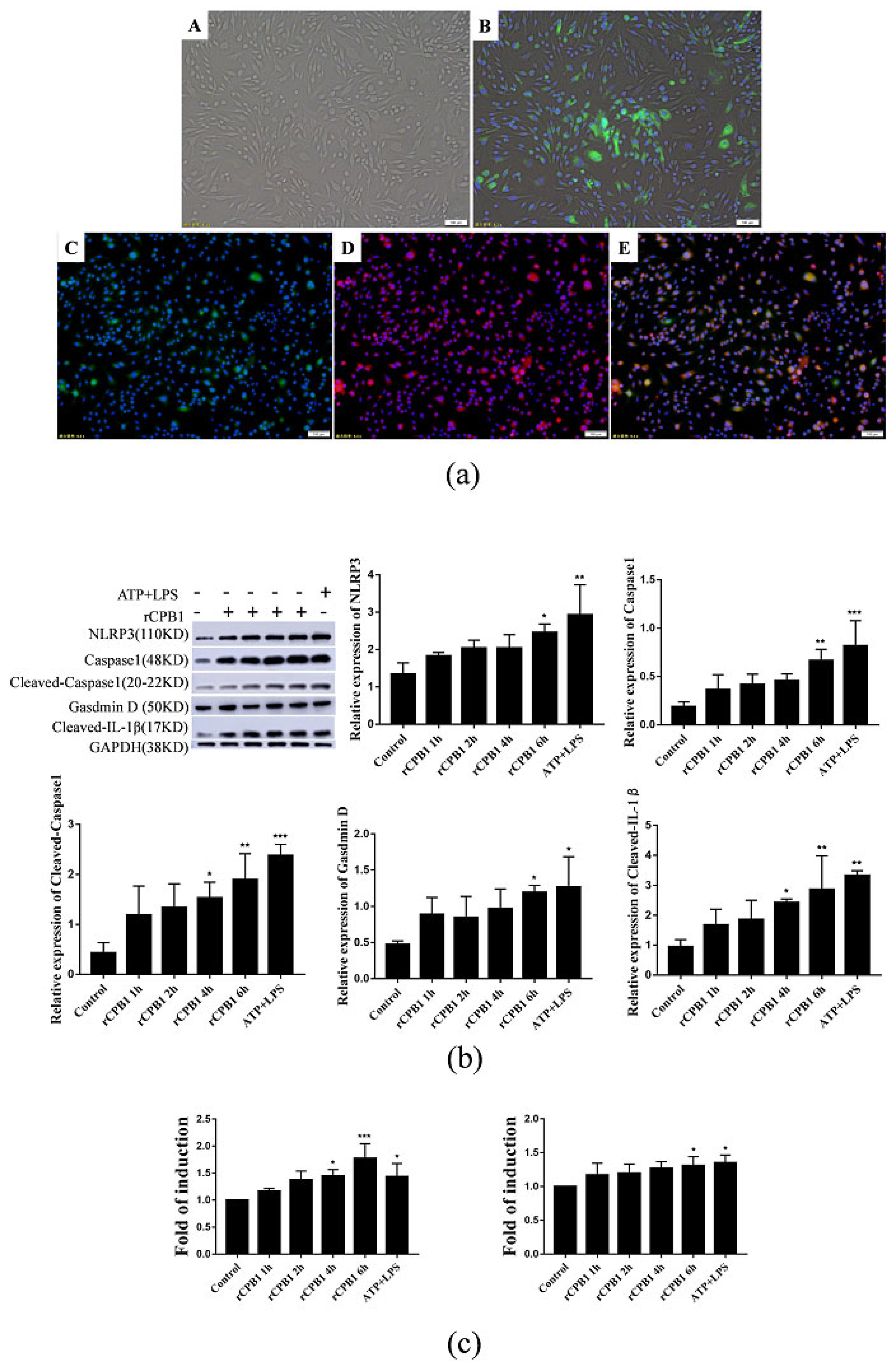 Toxins 15 00366 g005