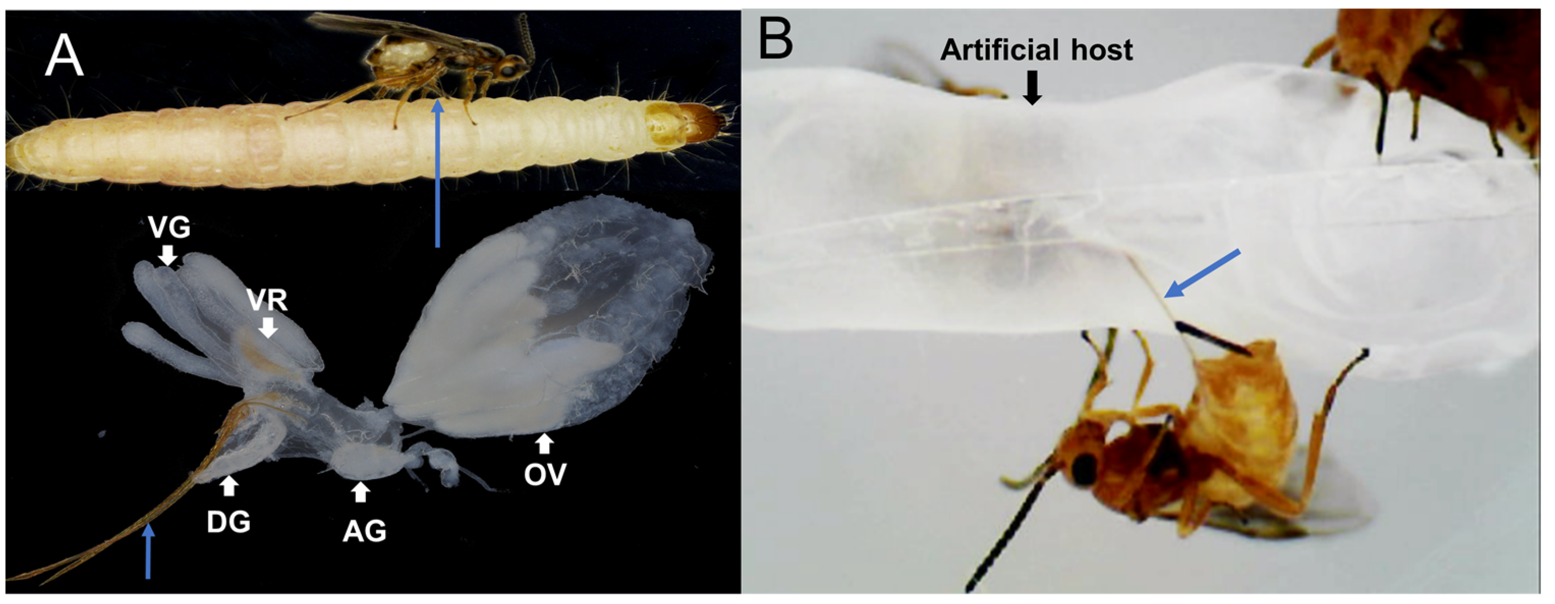 Toxins 15 00377 g001 Toxins 15 00377 g001