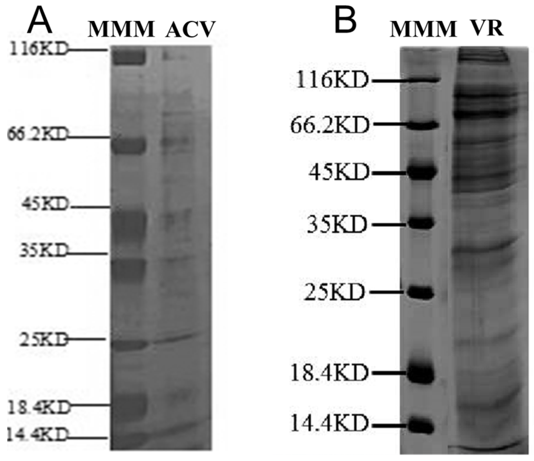 Toxins 15 00377 g002 Toxins 15 00377 g002