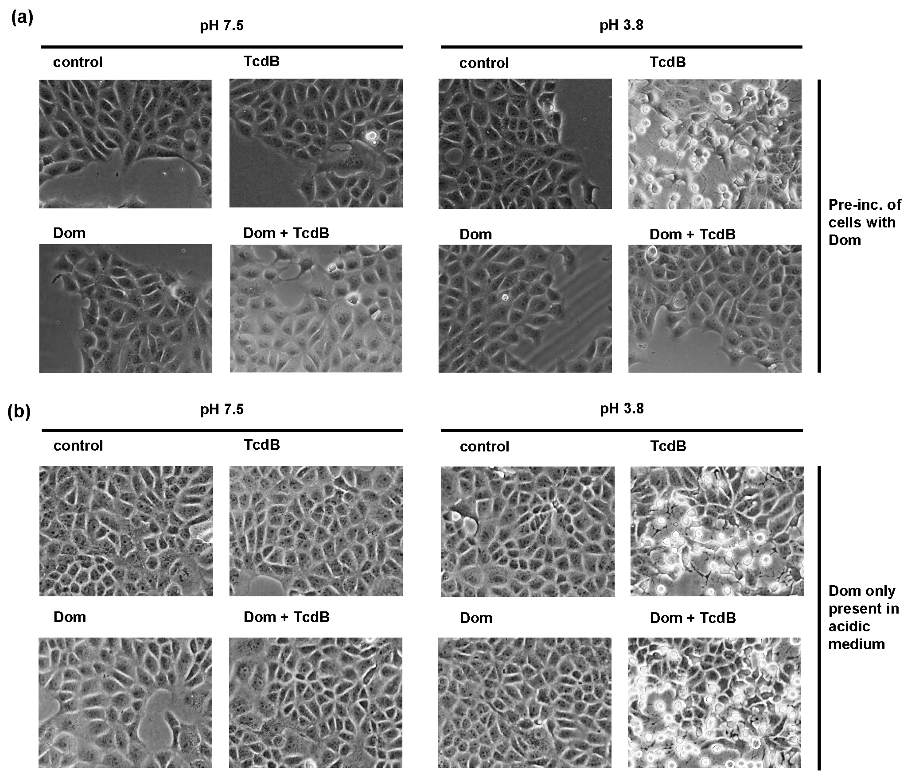 Toxins 15 00384 g006