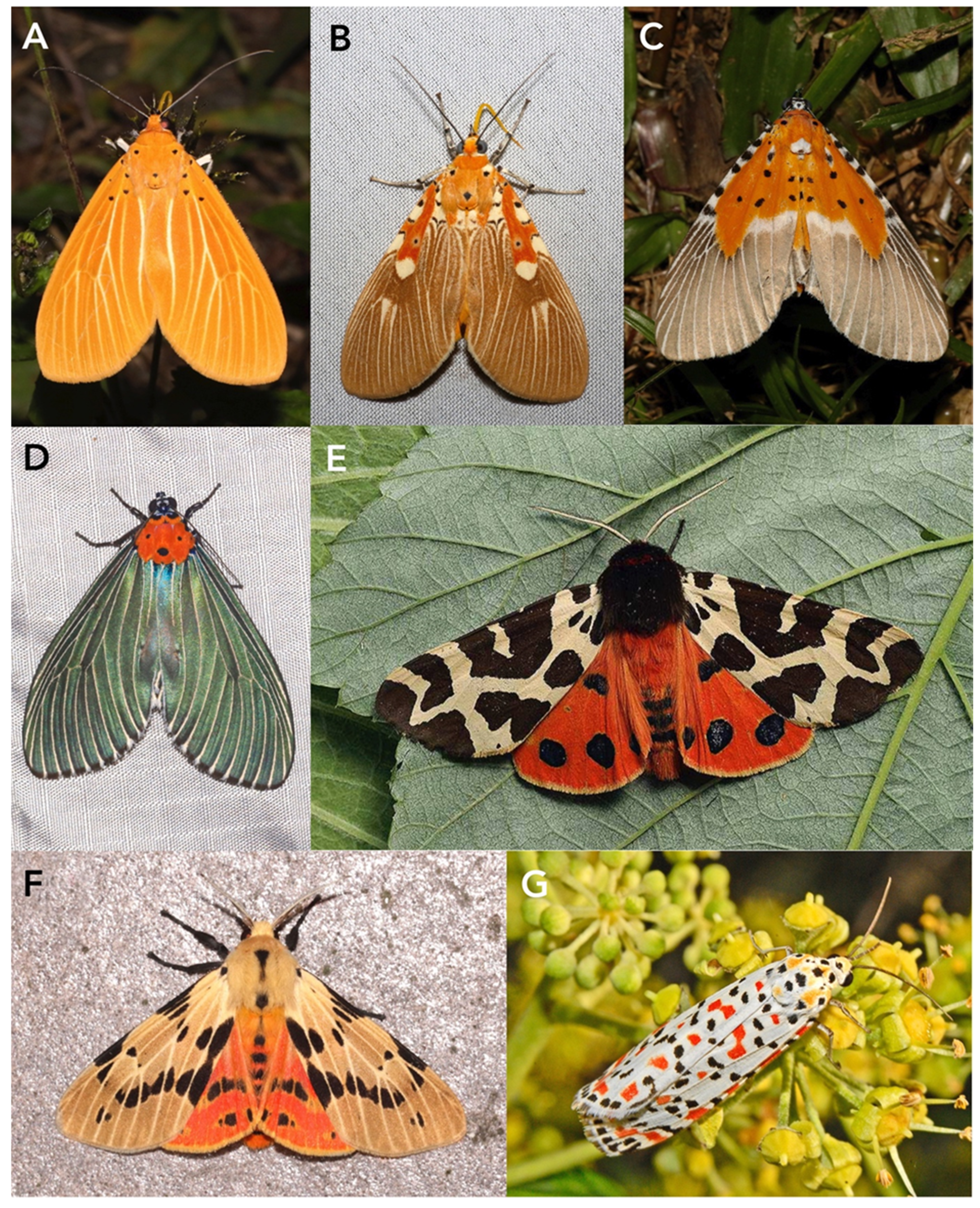 Toxins Free Full-Text Dietary Challenges for Parasitoid Wasps (Hymenoptera Ichneumonoidea); Coping with Toxic Hosts, or Not?