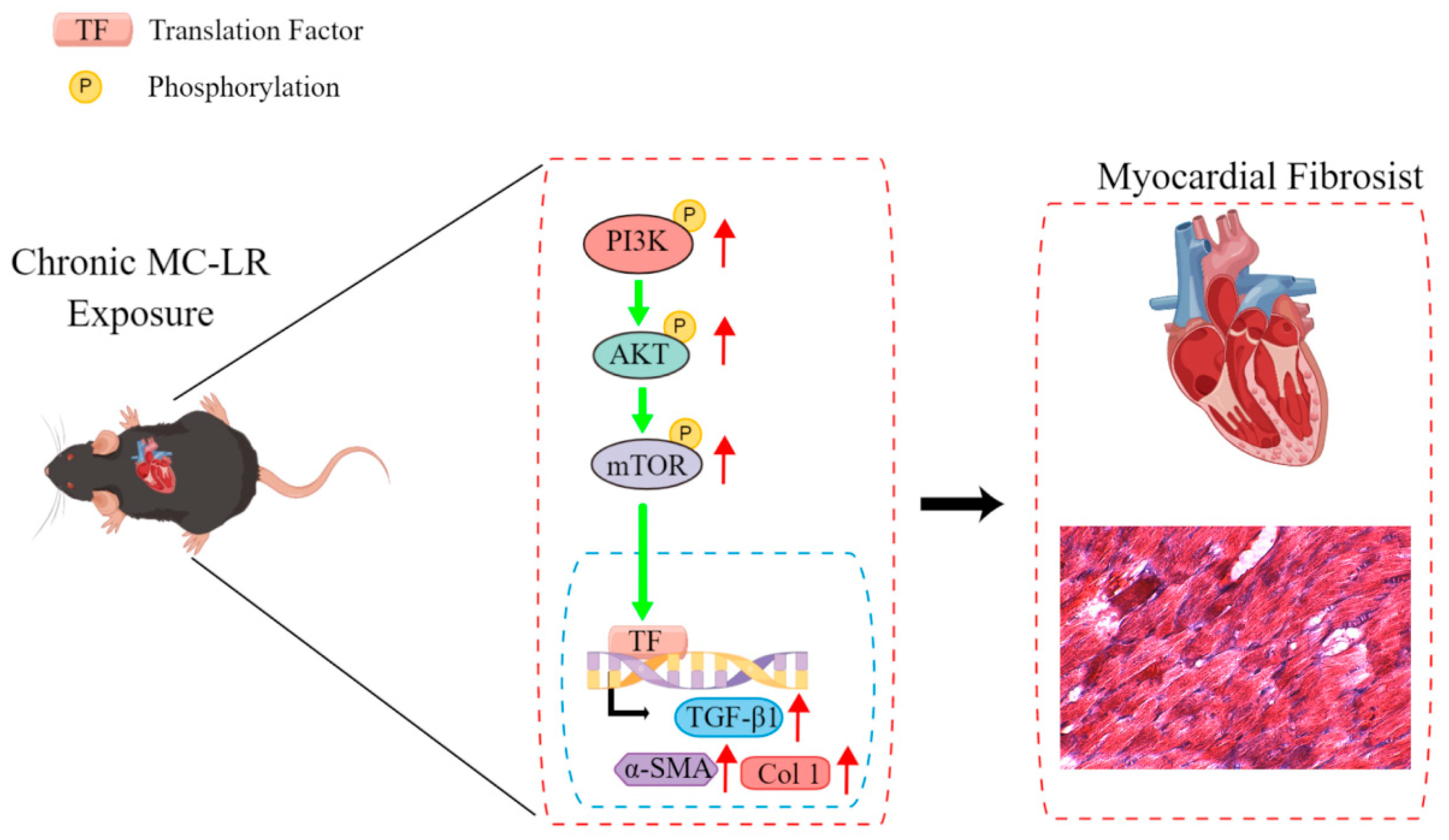 Toxins 15 00427 g007 Toxins 15 00427 g007
