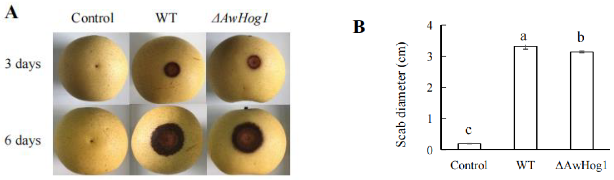 Toxins 15 00432 g007 Toxins 15 00432 g007