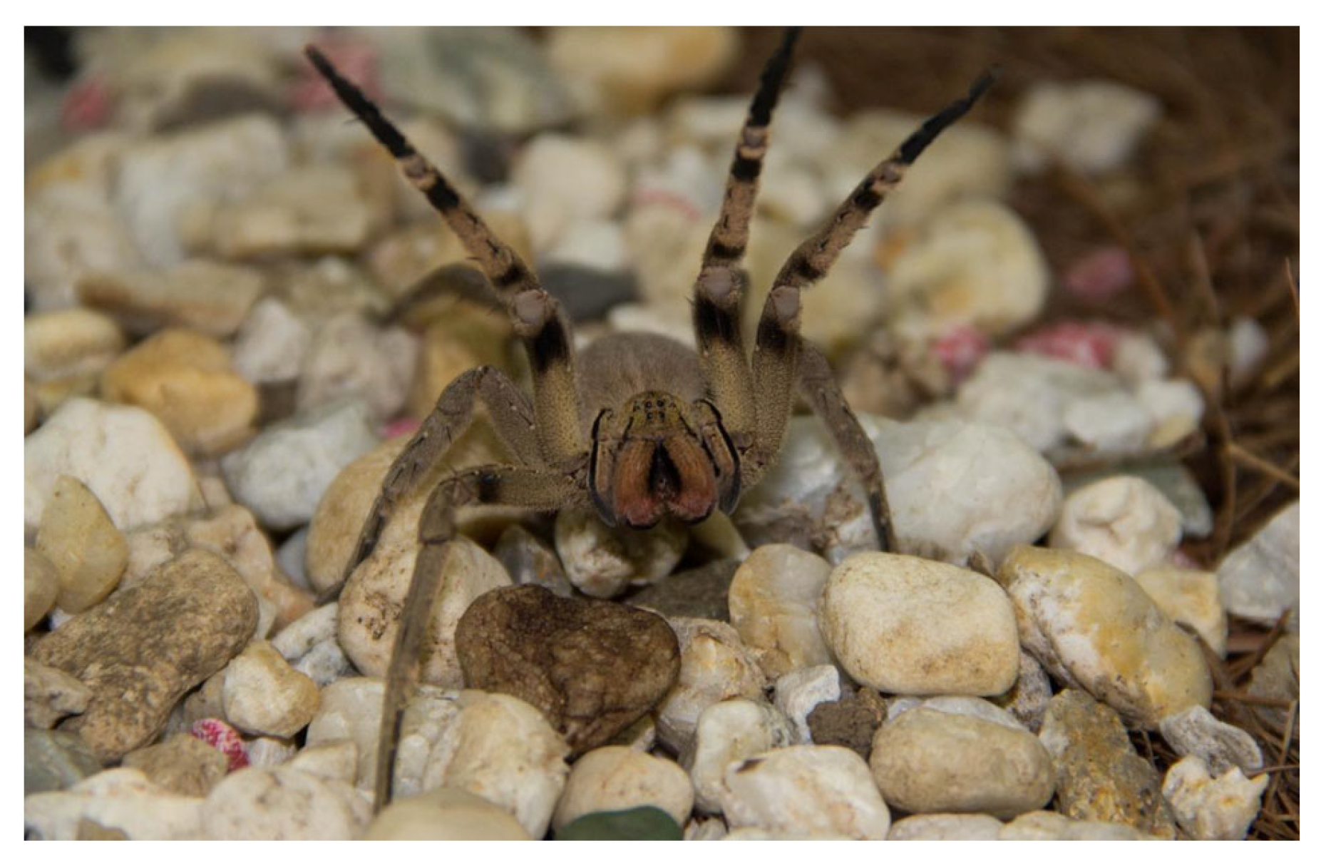 Carolina Wolf Spider  South Carolina Encyclopedia