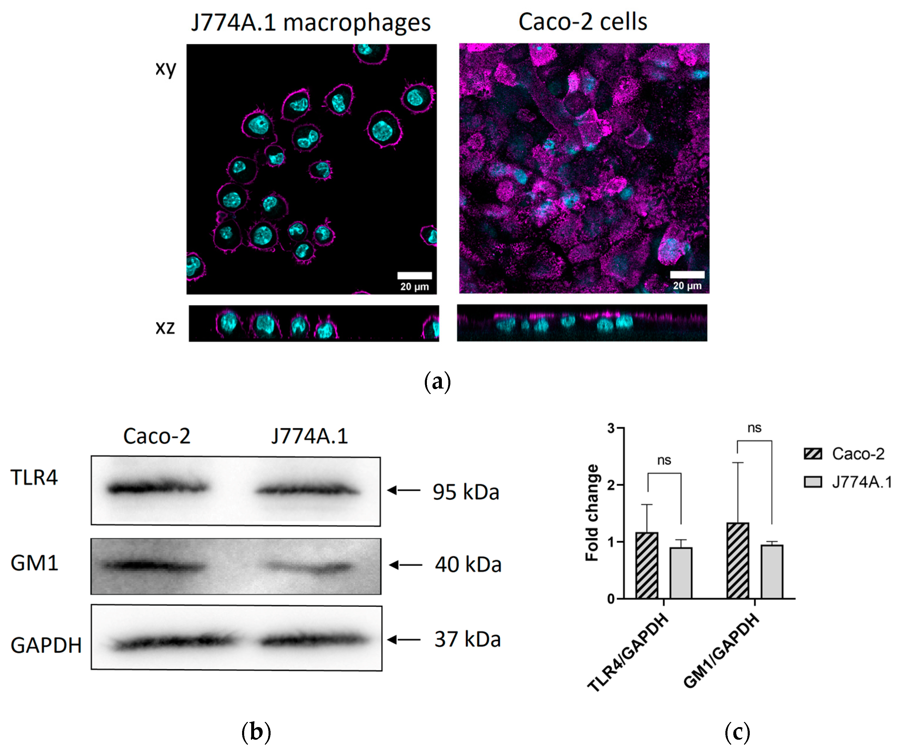 Toxins 15 00482 g001 Toxins 15 00482 g001