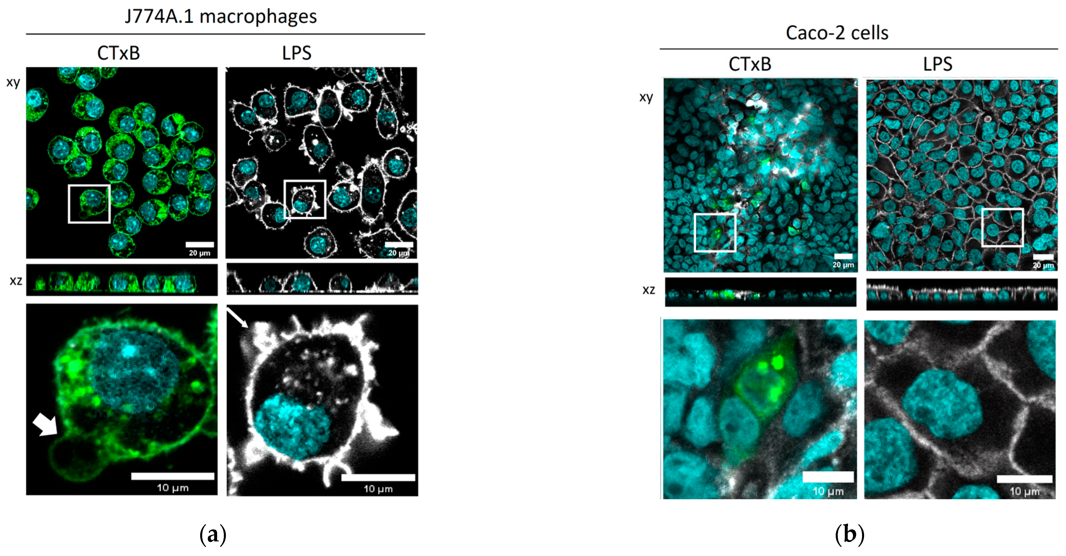Toxins 15 00482 g002 Toxins 15 00482 g002