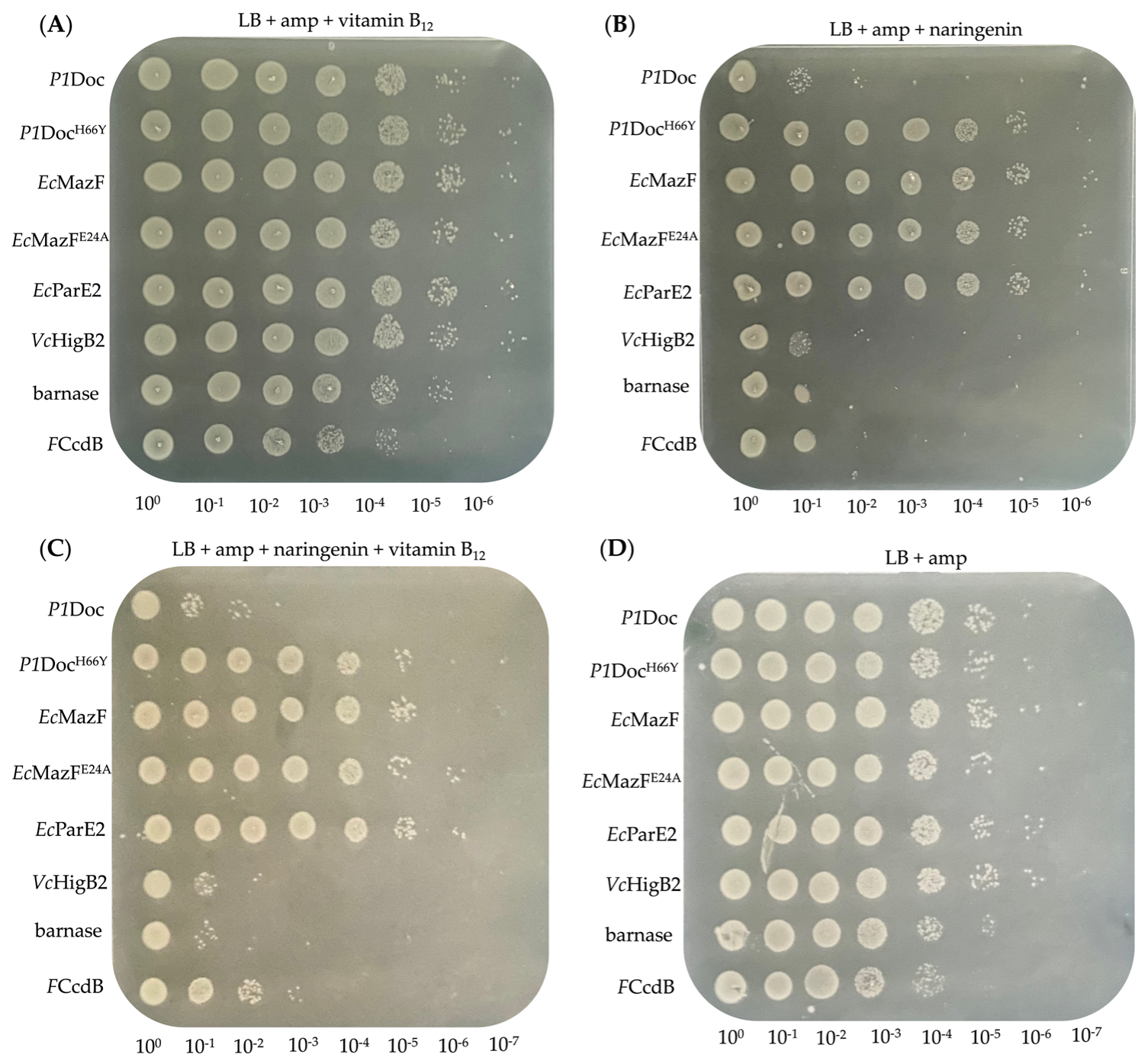 Toxins 15 00508 g002 Toxins 15 00508 g002