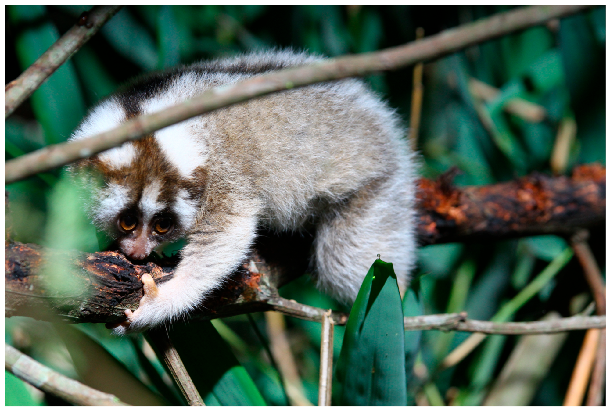 Borneo's 'carnivorous' squirrel actually mainly eats one kind of