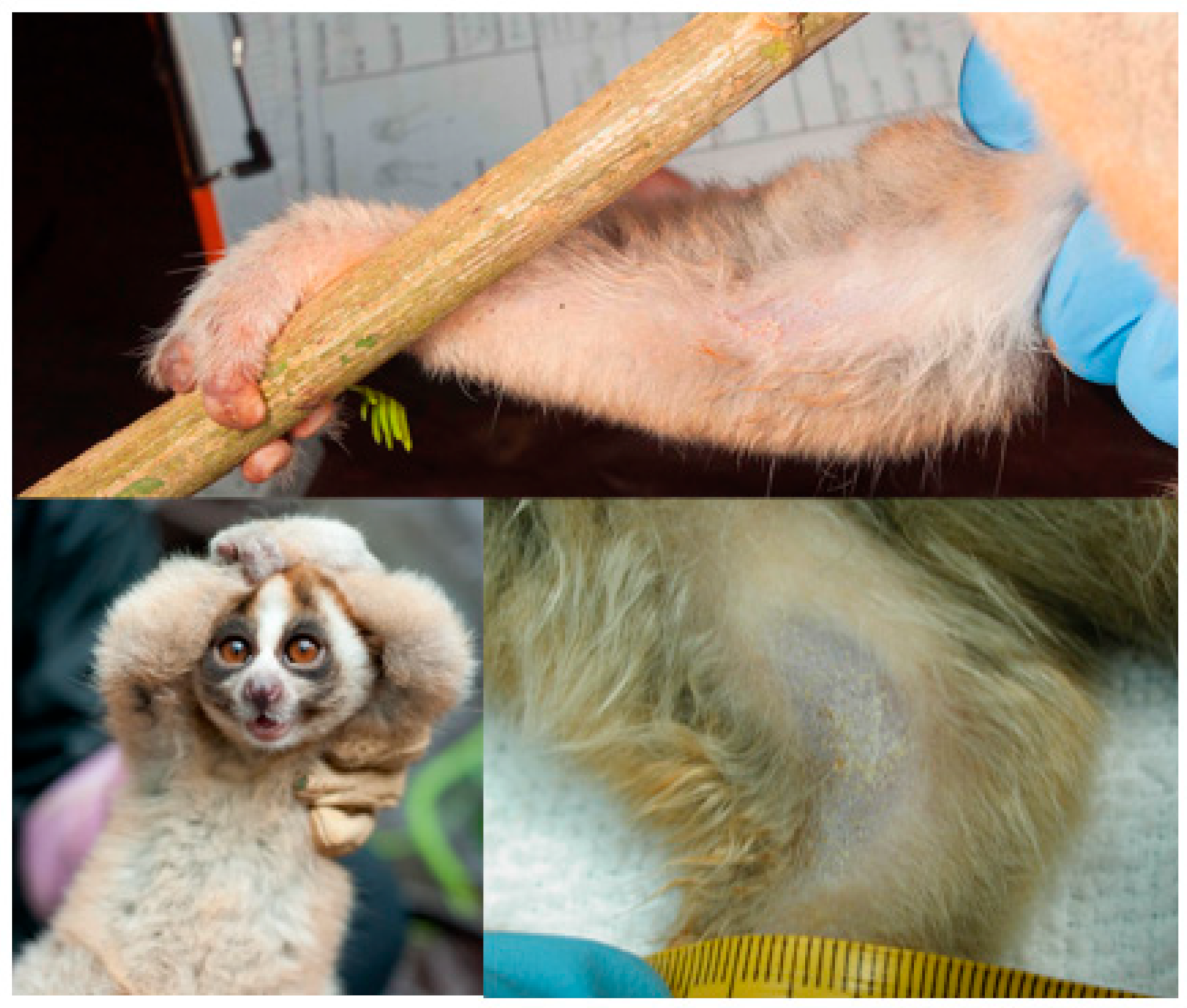 Toxins 15 00514 g002 Toxins 15 00514 g002