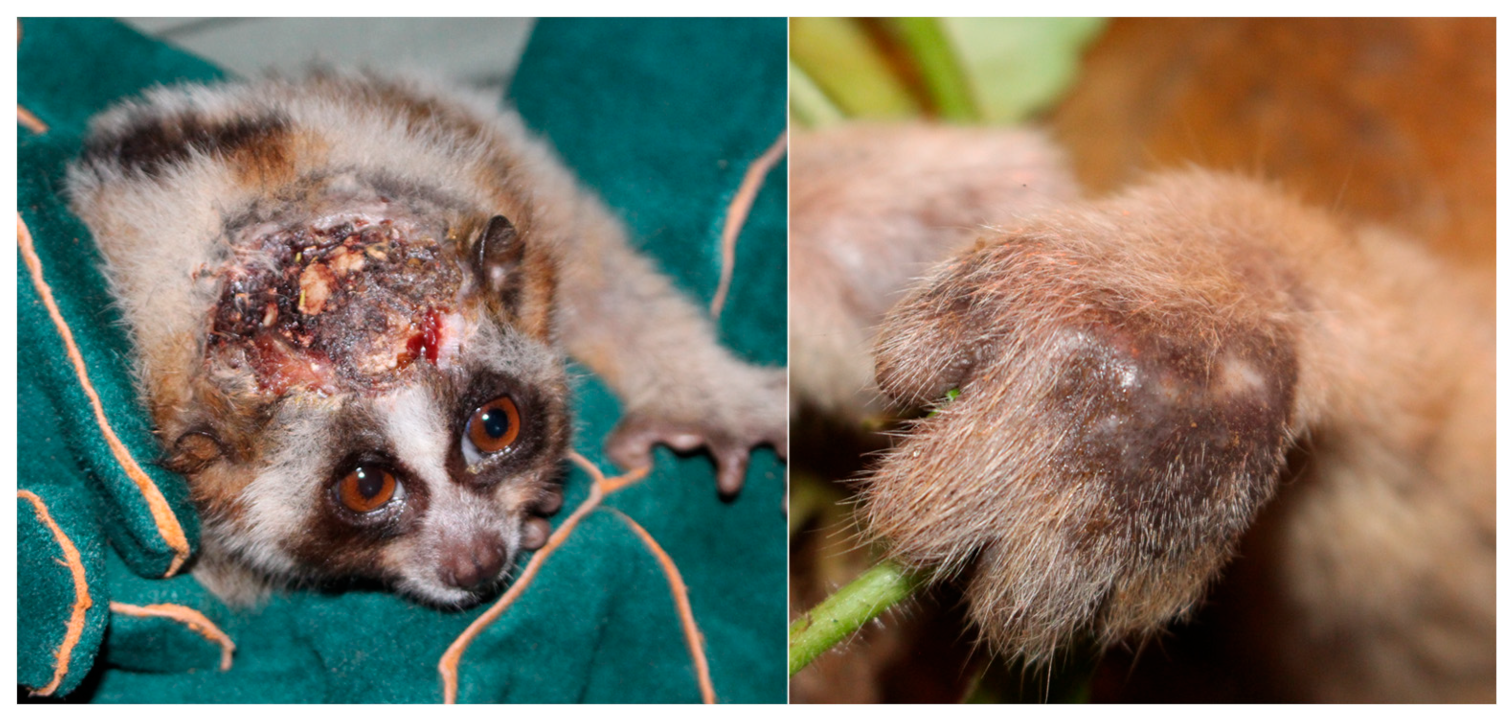 Toxins | Free Full-Text | Slowly Making Sense: A Review of the Two-Step  Venom System within Slow (Nycticebus spp.) and Pygmy Lorises  (Xanthonycticebus spp.)