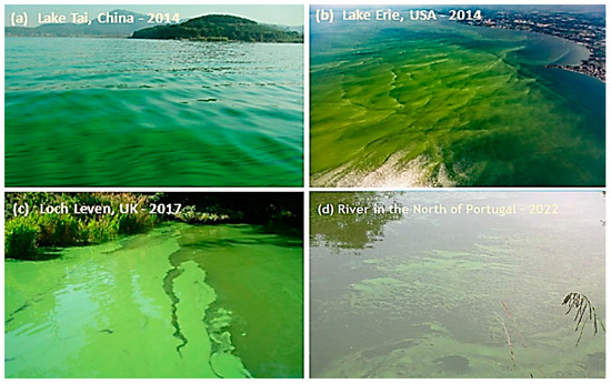 Understanding the Risks of Diffusion of Cyanobacteria Toxins in 