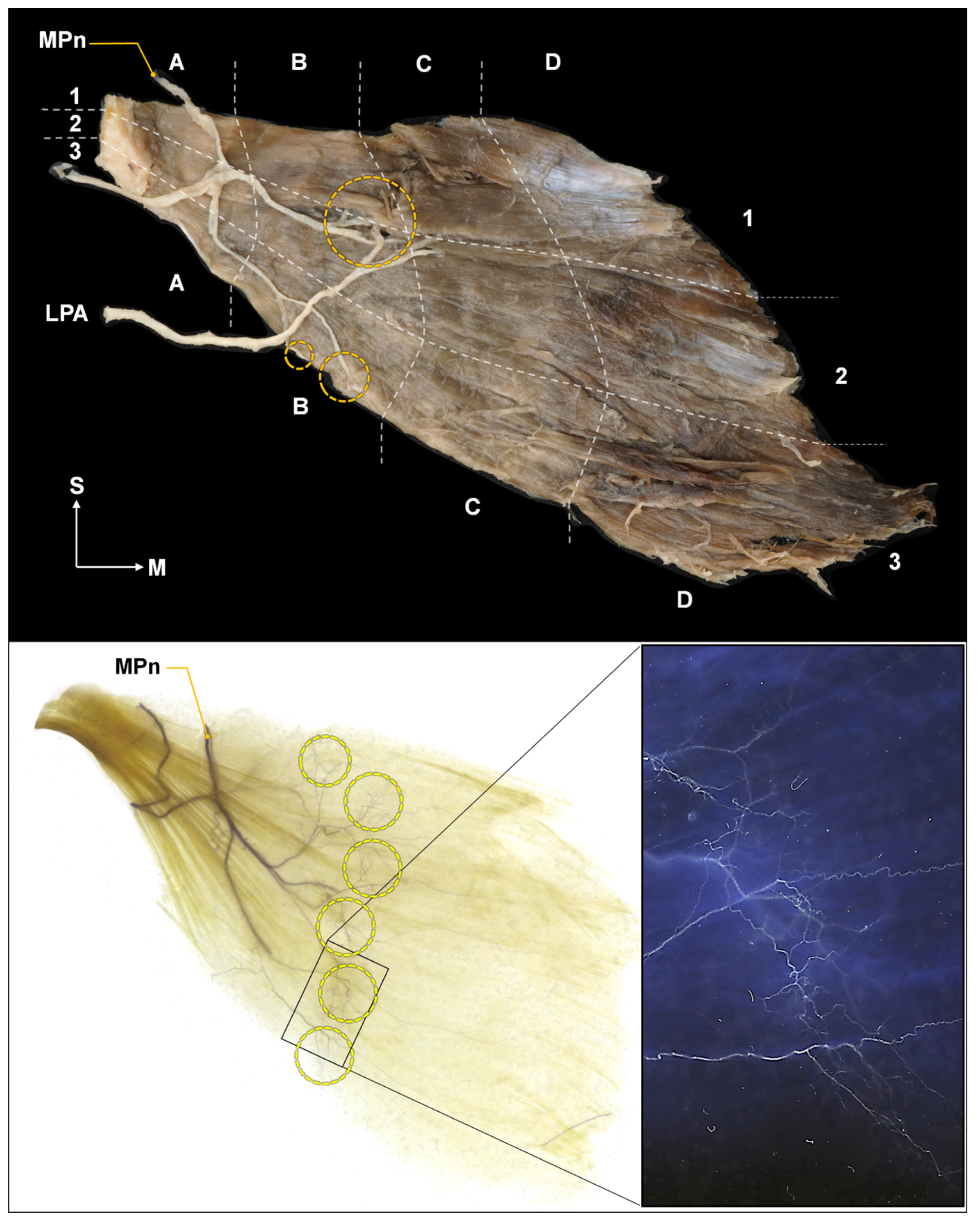 Toxins 15 00603 g008 Toxins 15 00603 g008