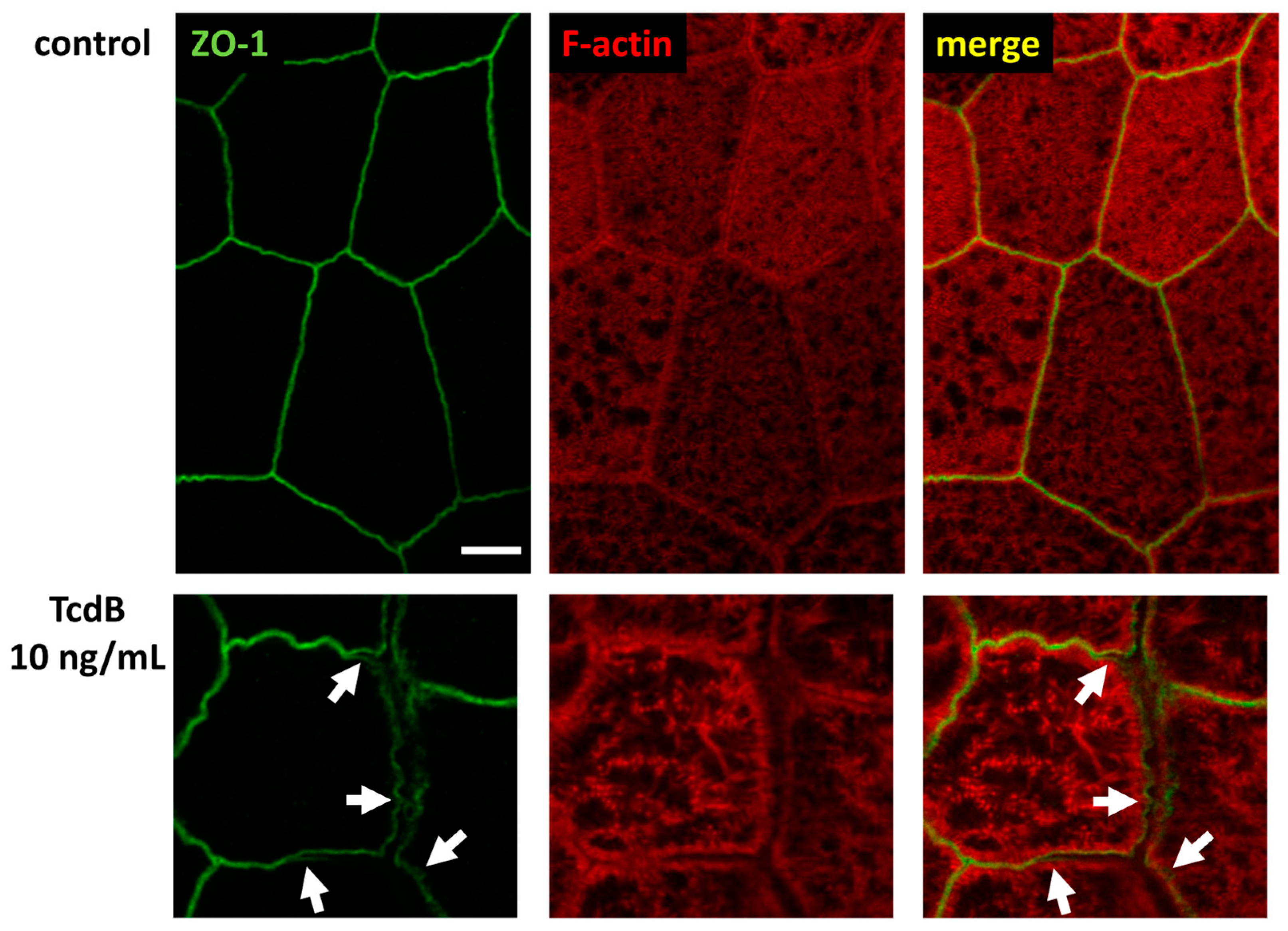 Toxins 15 00643 g009