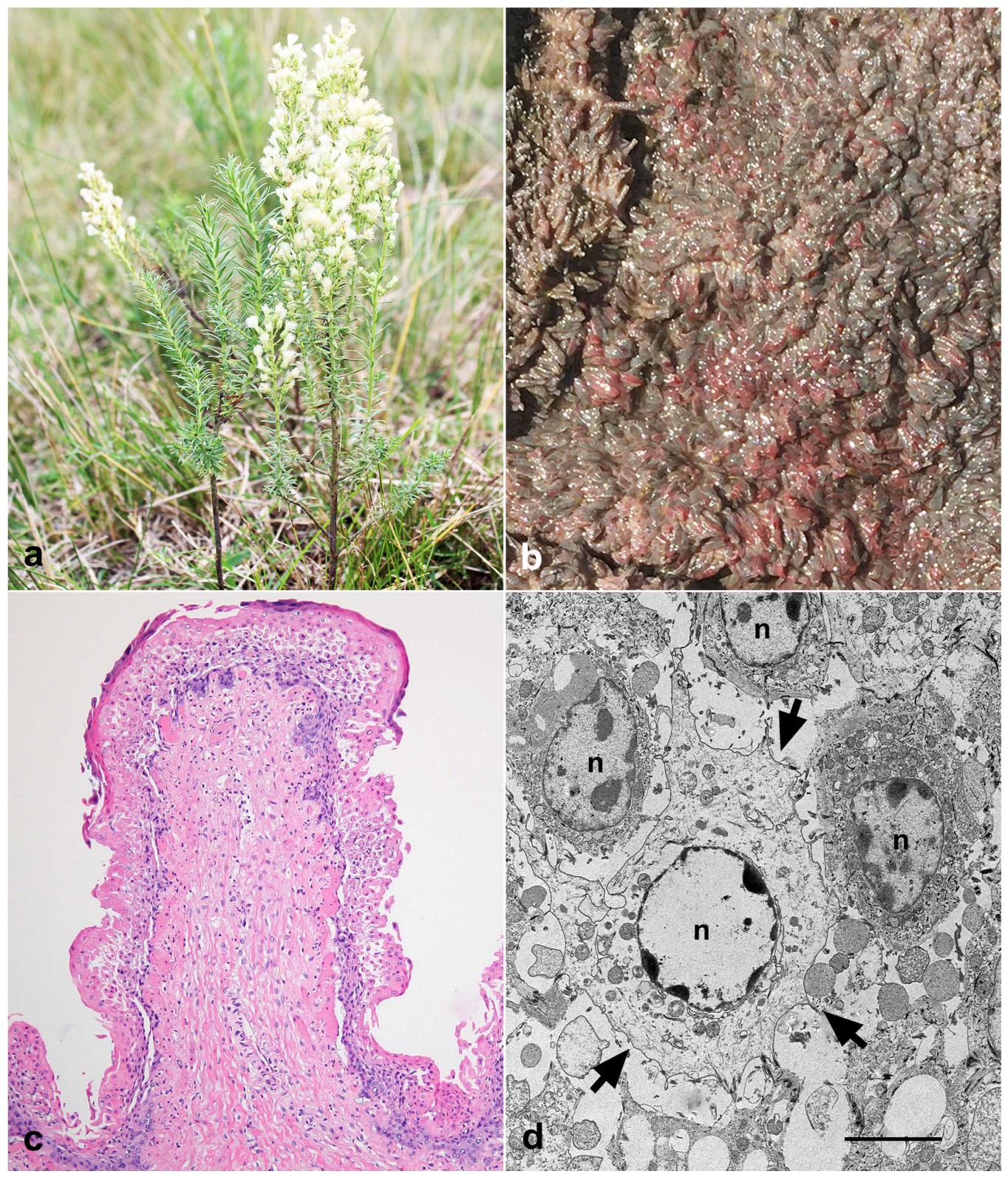 Toxins 15 00681 g001 Toxins 15 00681 g001