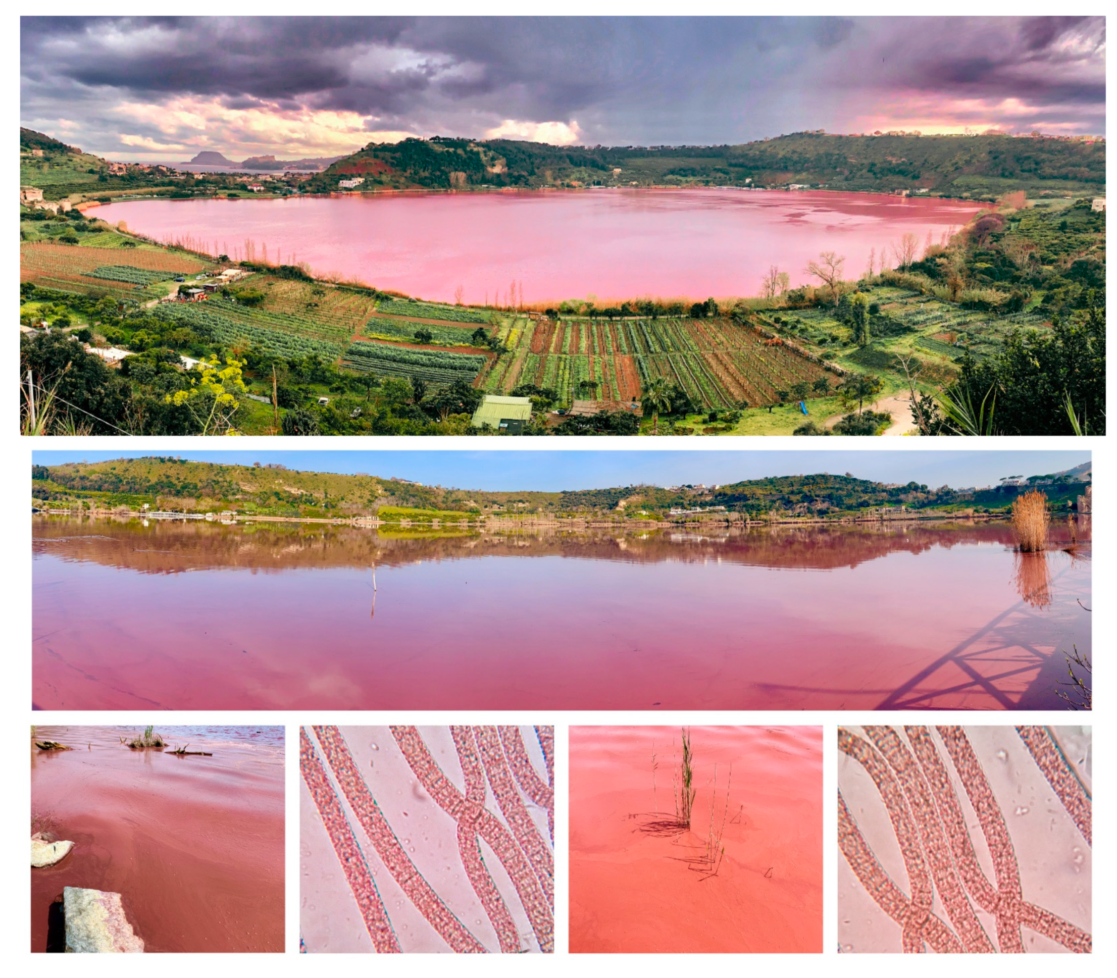 Toxins 15 00698 g001