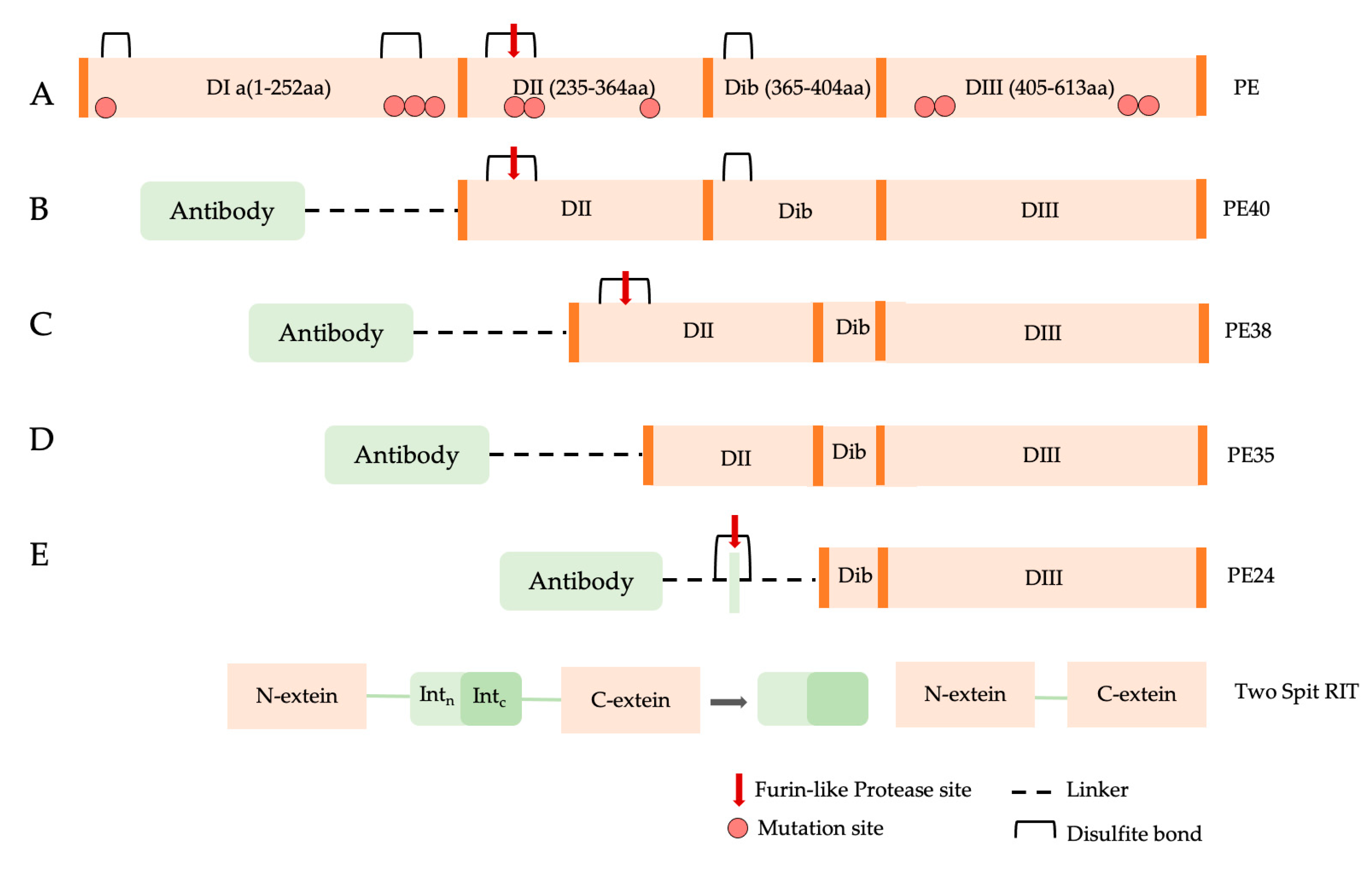 Toxins 15 00699 g004 Toxins 15 00699 g004
