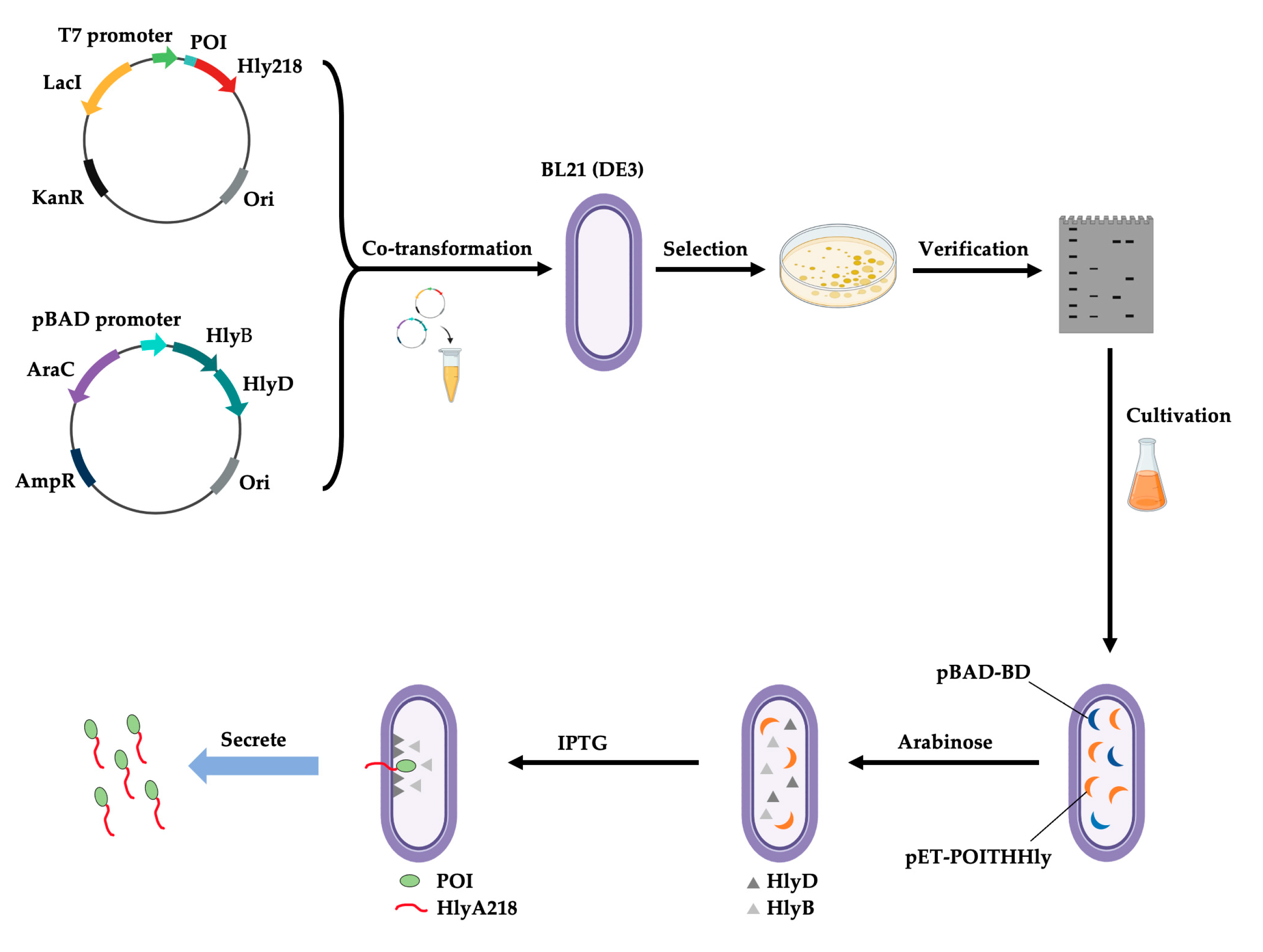 Toxins 15 00699 g011 Toxins 15 00699 g011