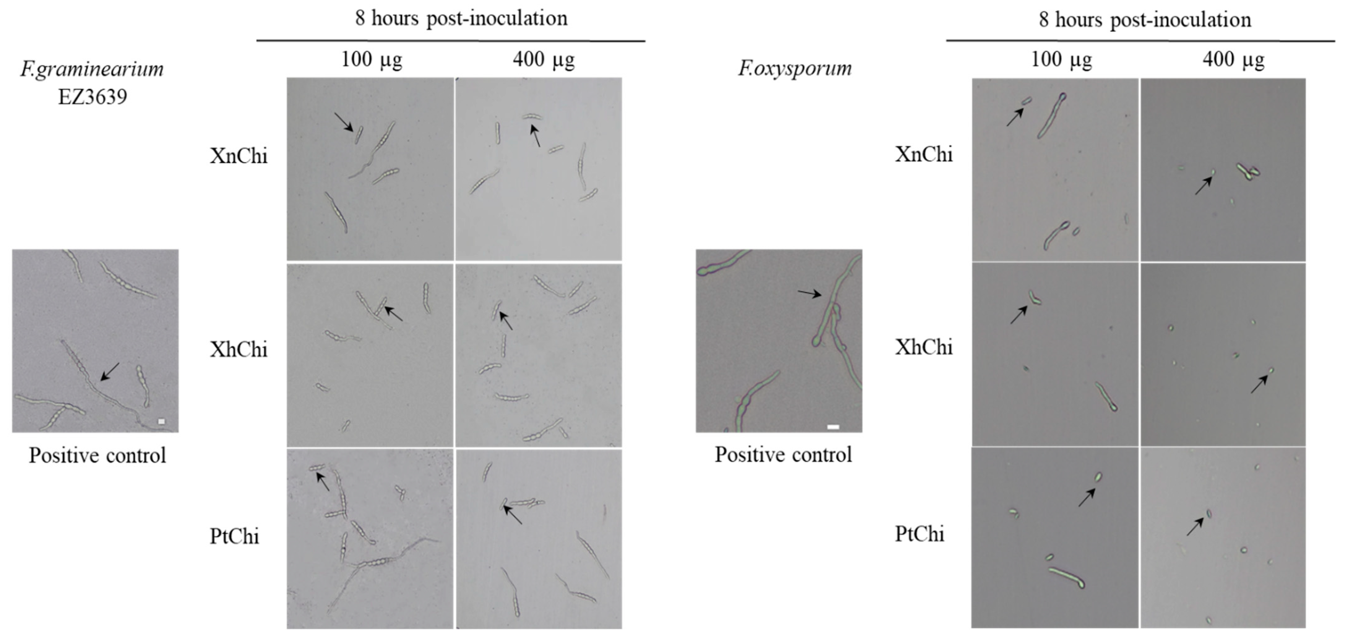 Toxins 16 00026 g007