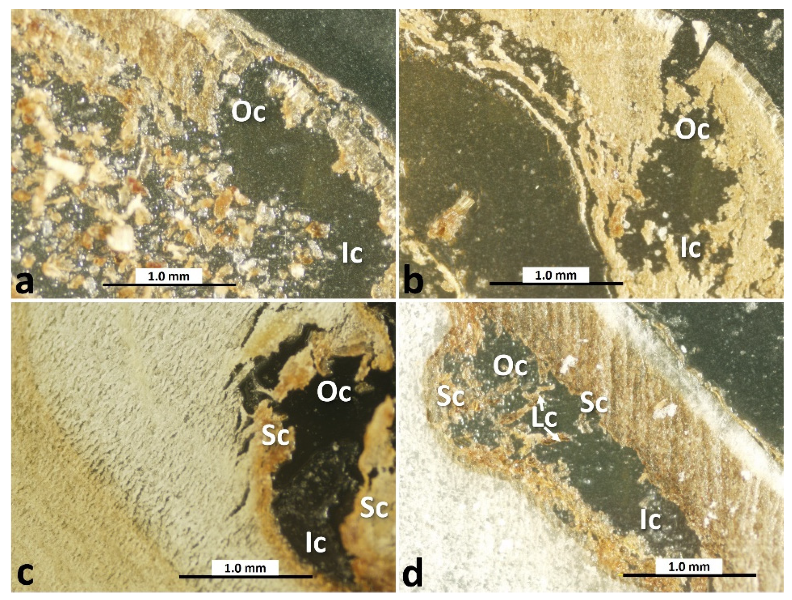Toxins 16 00029 g005