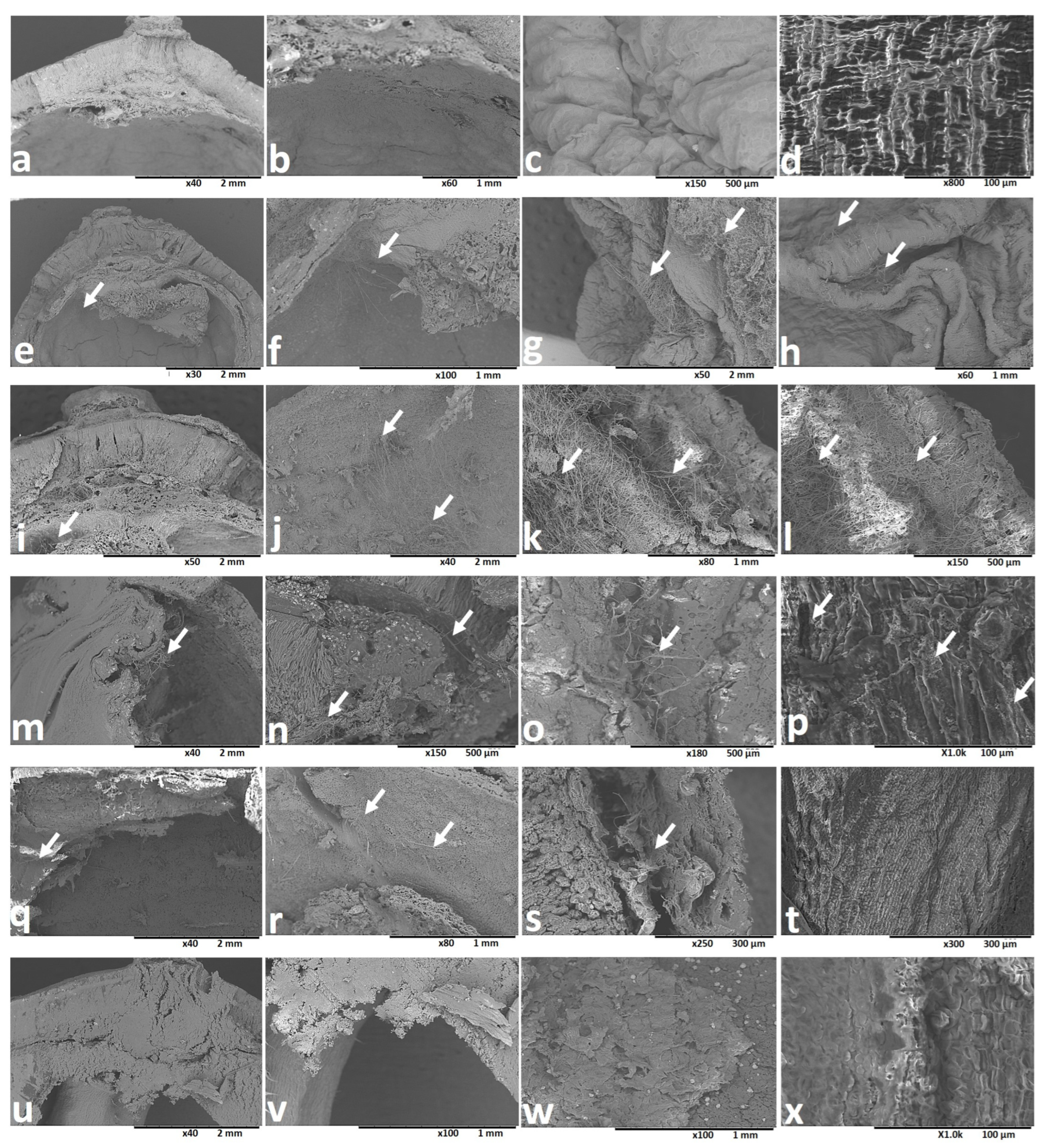 Toxins 16 00029 g006