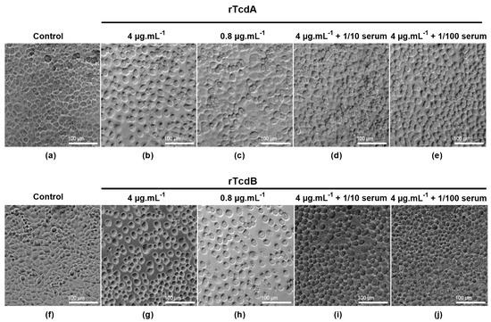 A Streamlined Method to Obtain Biologically Active TcdA and TcdB