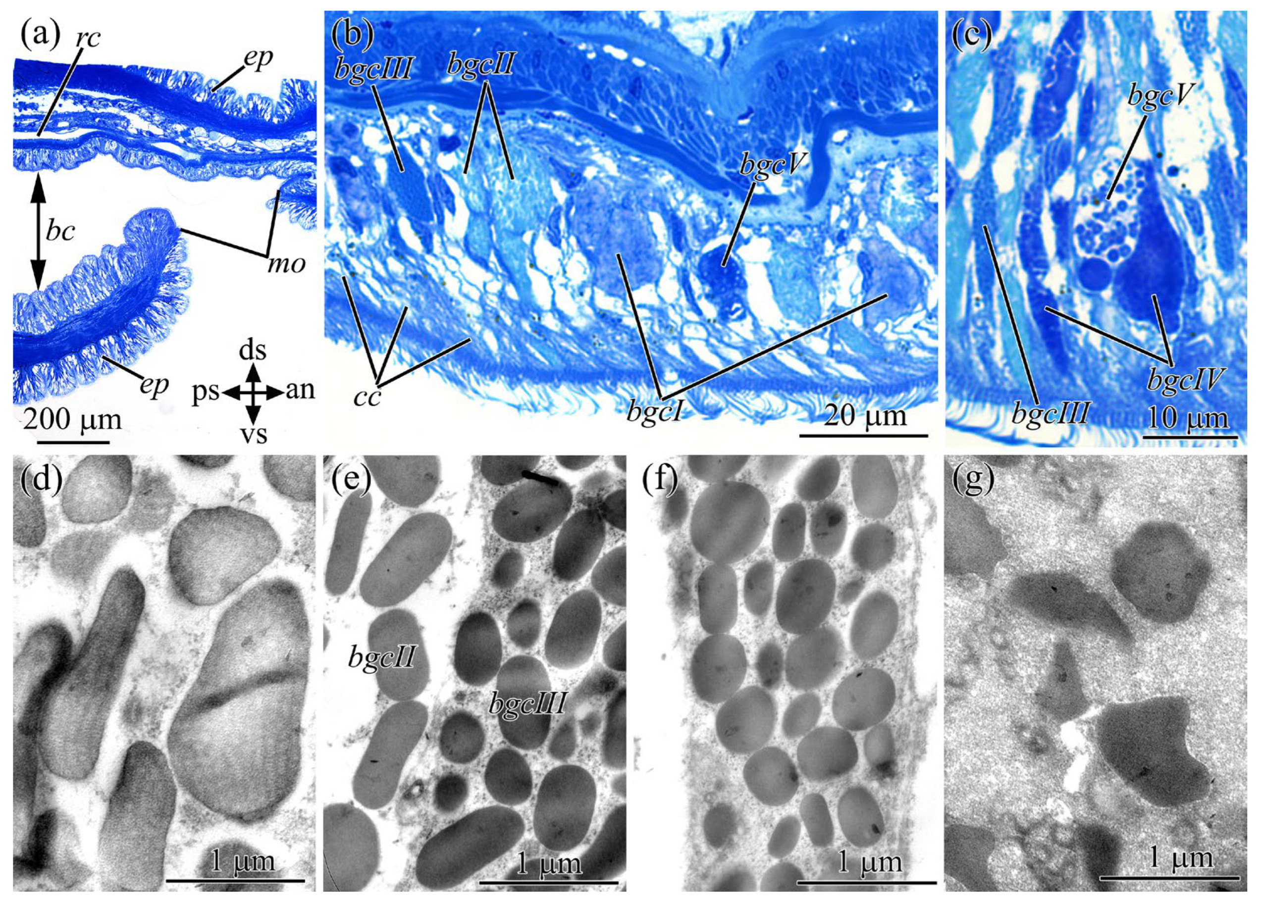 Toxins 16 00043 g003