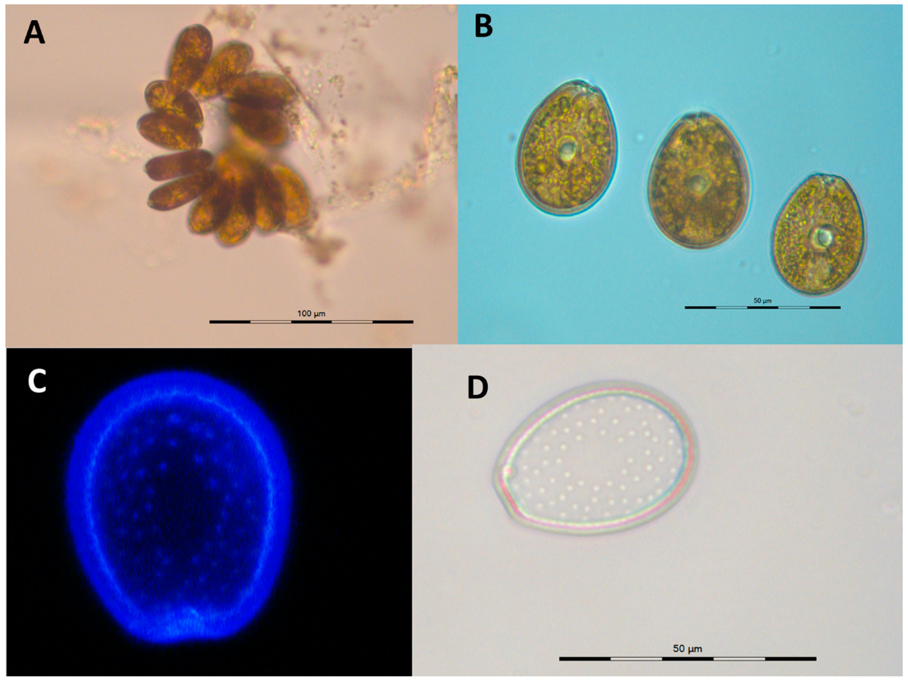 Toxins 16 00049 g002