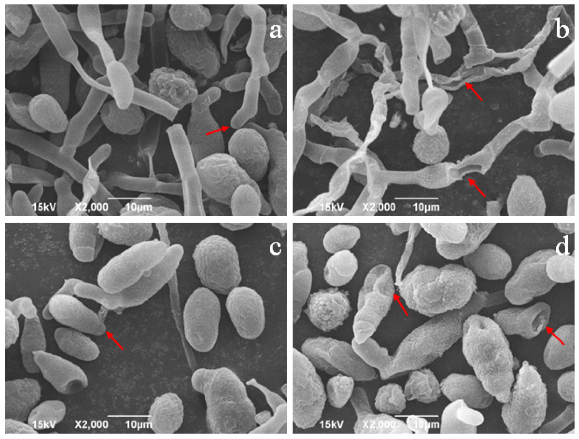 Toxins 16 00065 g003