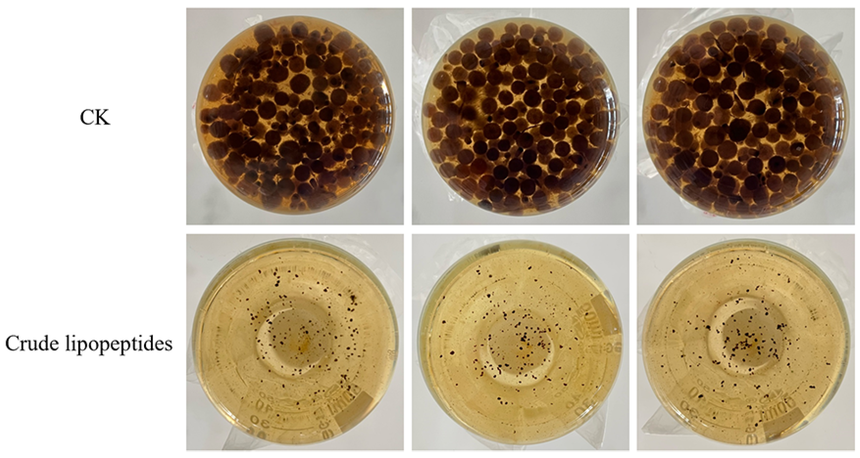 Toxins 16 00065 g006