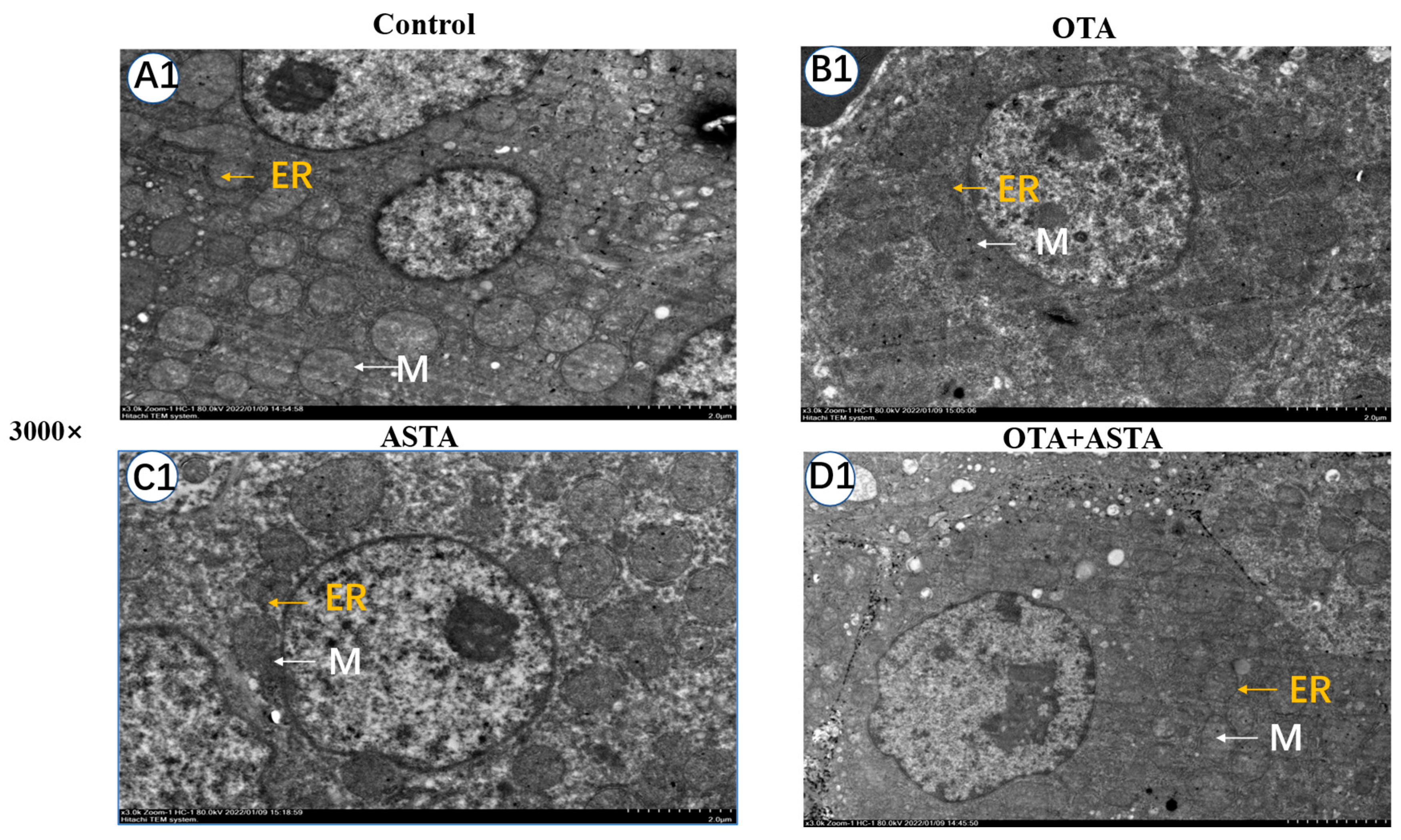 Toxins 16 00068 g003a