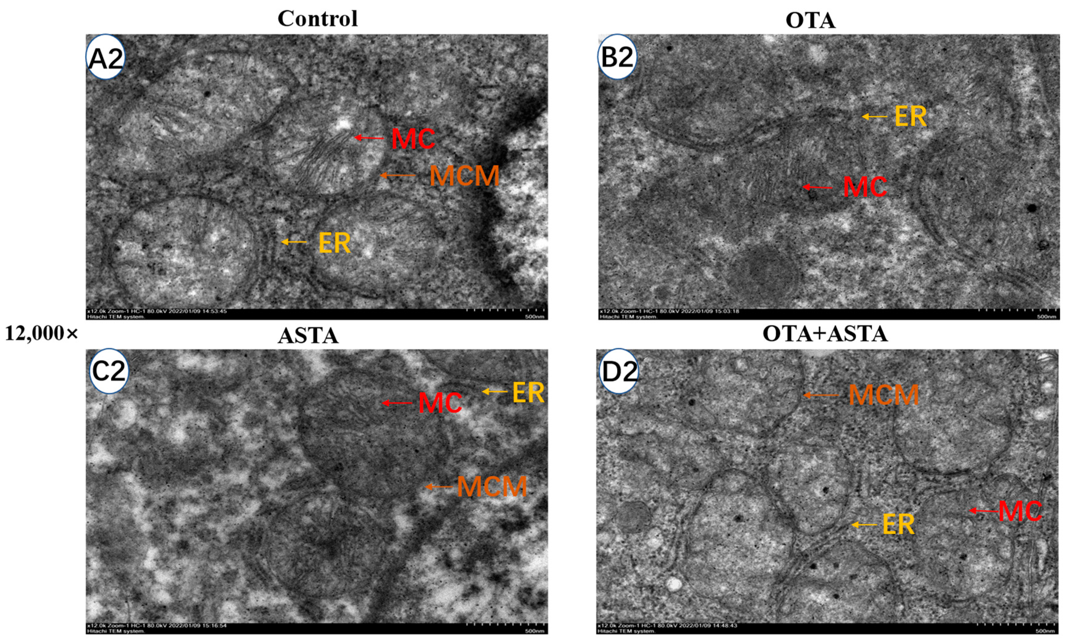 Toxins 16 00068 g003b