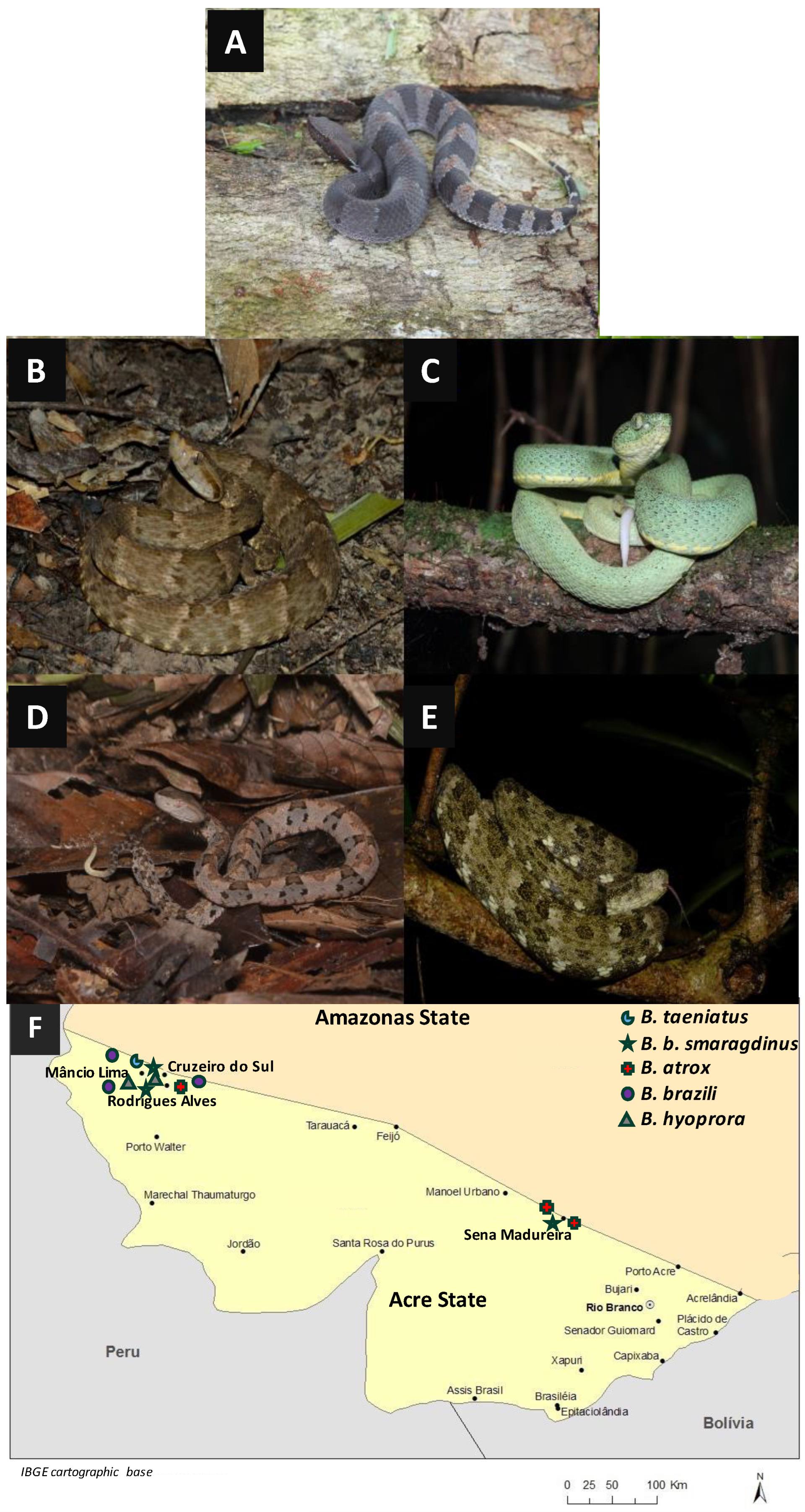 Toxins 16 00083 g001 Toxins 16 00083 g001