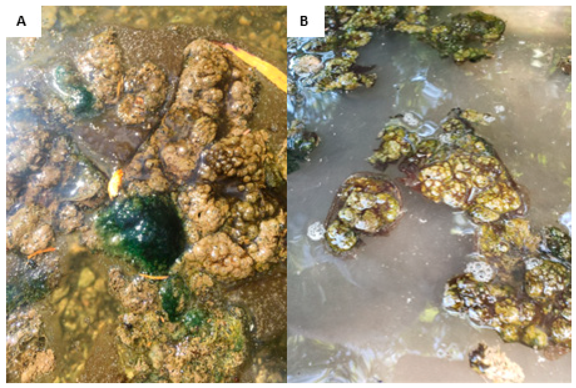 Toxins 16 00091 g002
