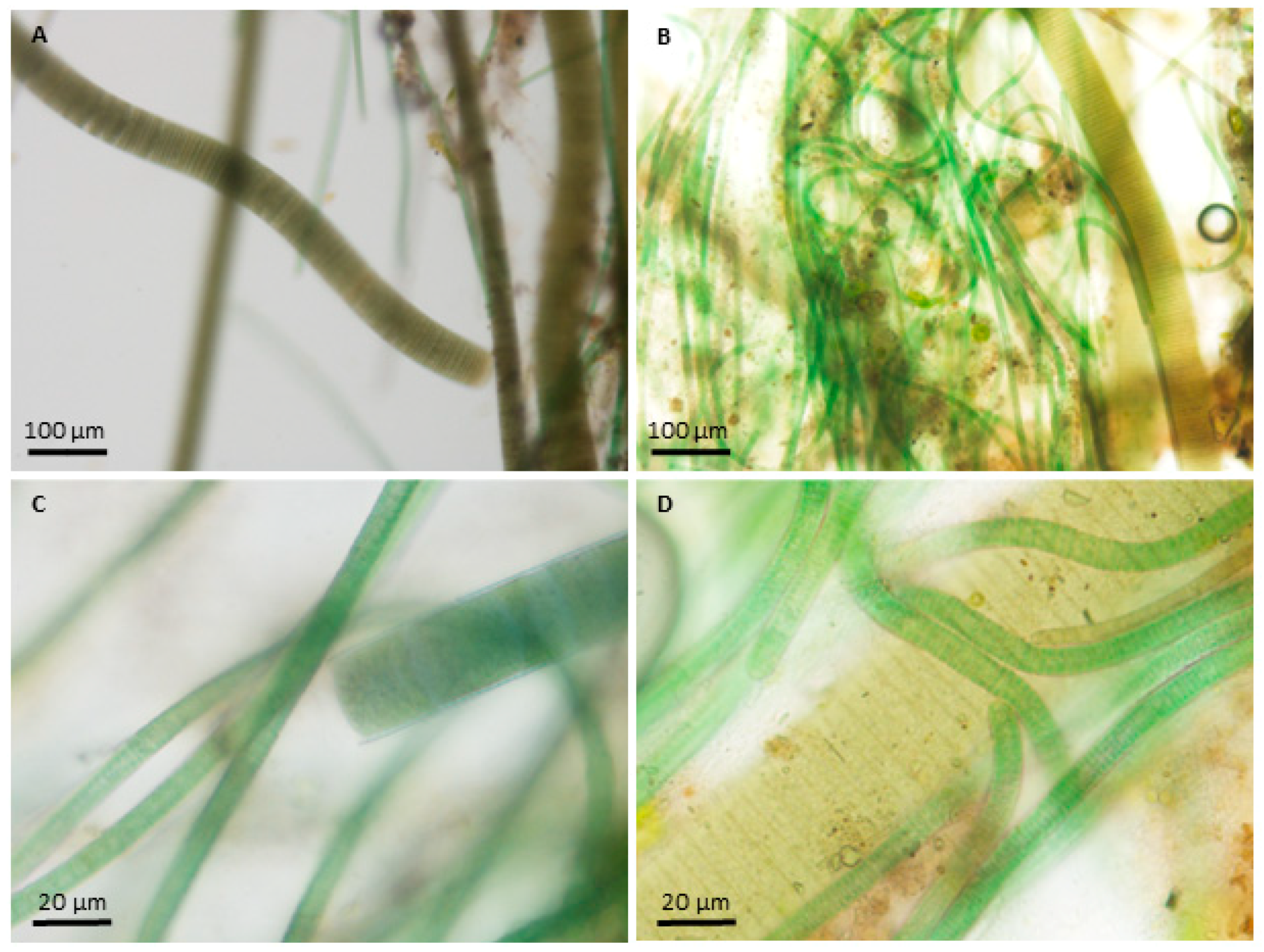 Toxins 16 00091 g003