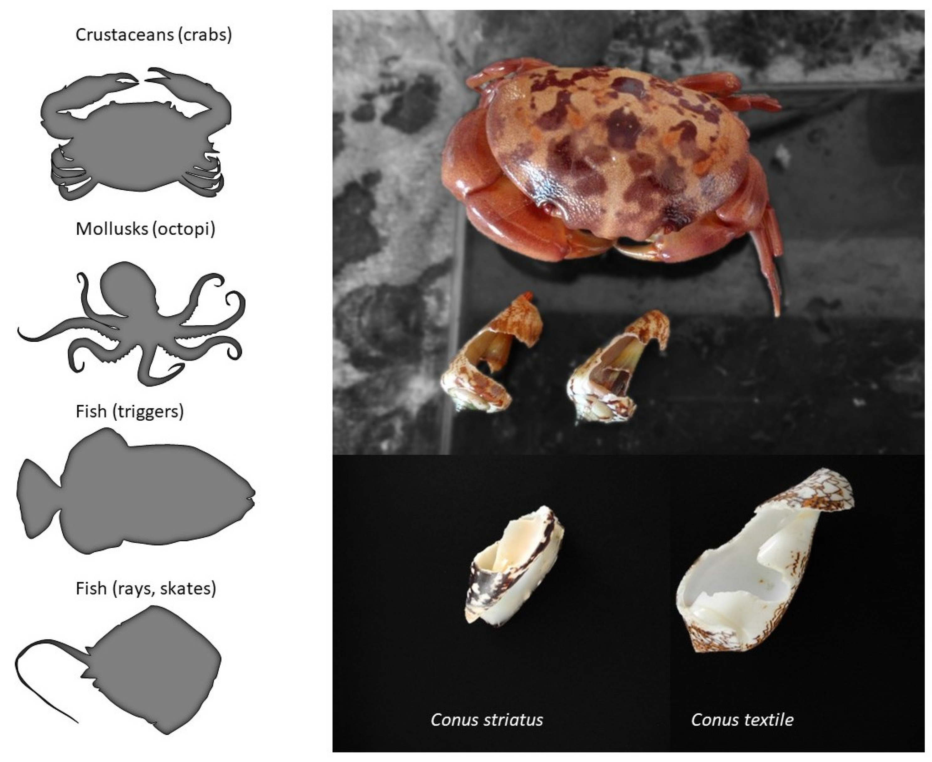 Toxins 16 00094 g005