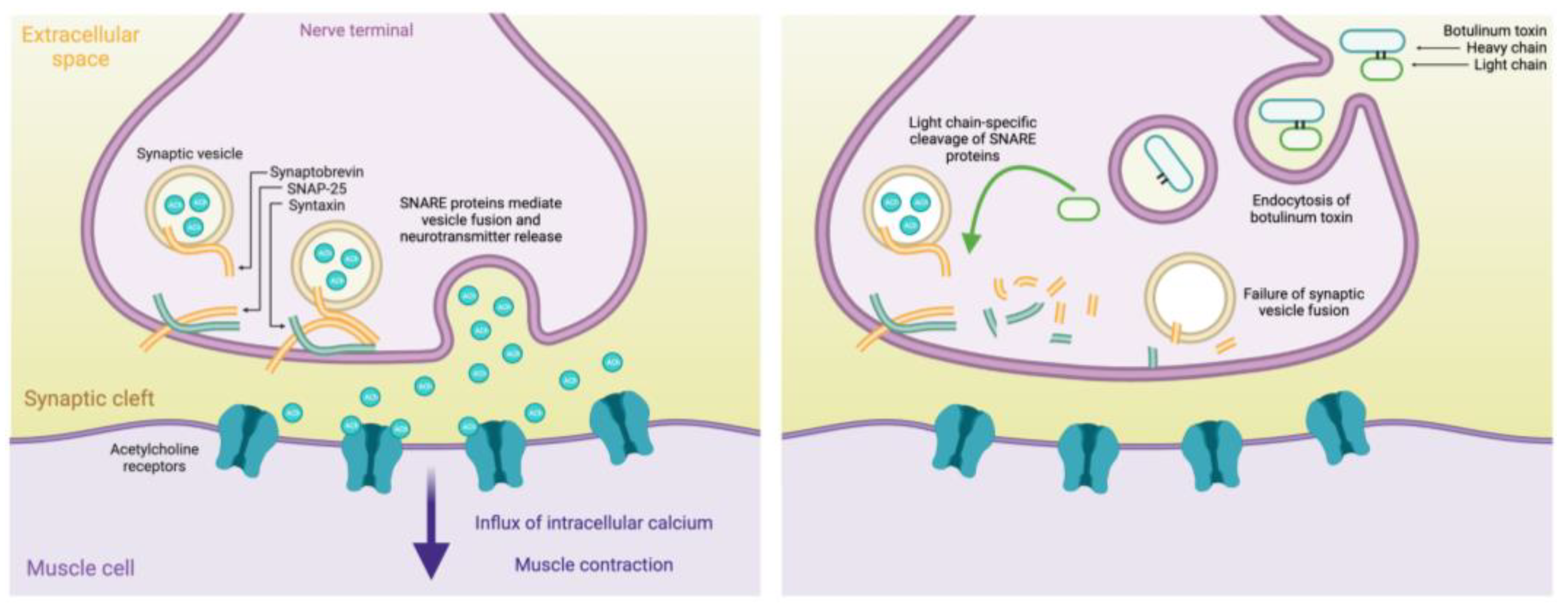 From Toxin to Treatment: A Narrative Review on the Use of 