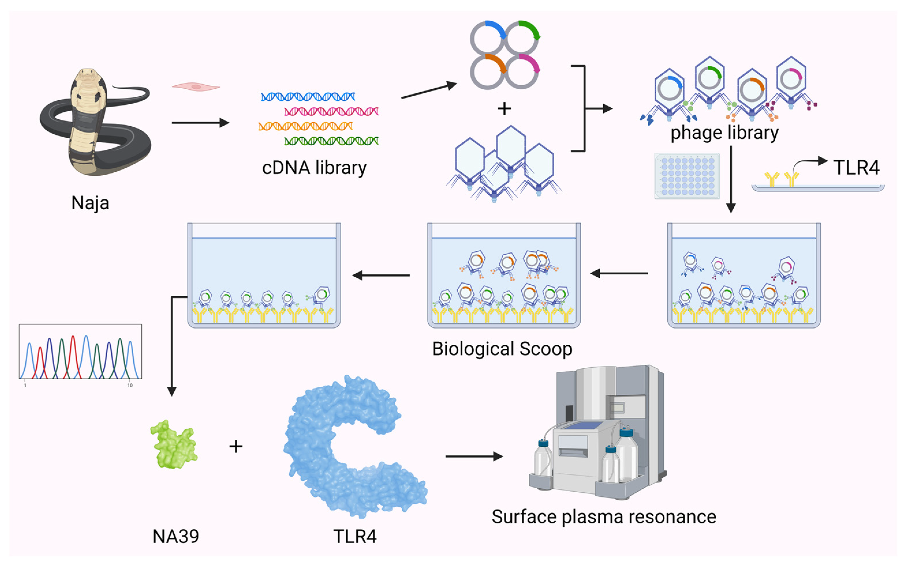 Toxins 16 00113 g006