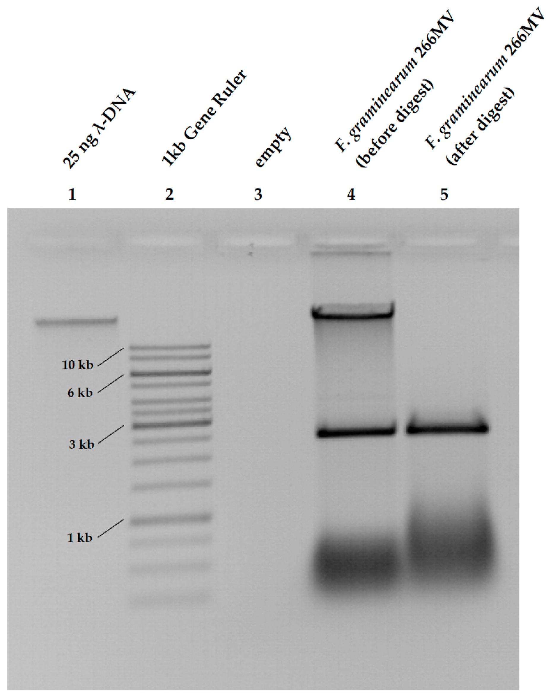 Toxins 16 00131 g001