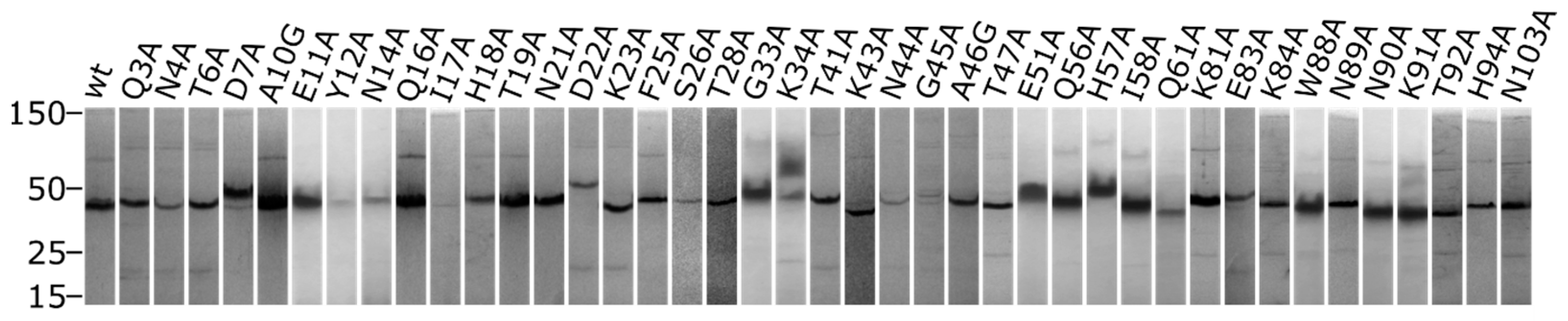 Toxins 16 00133 g004 Toxins 16 00133 g004