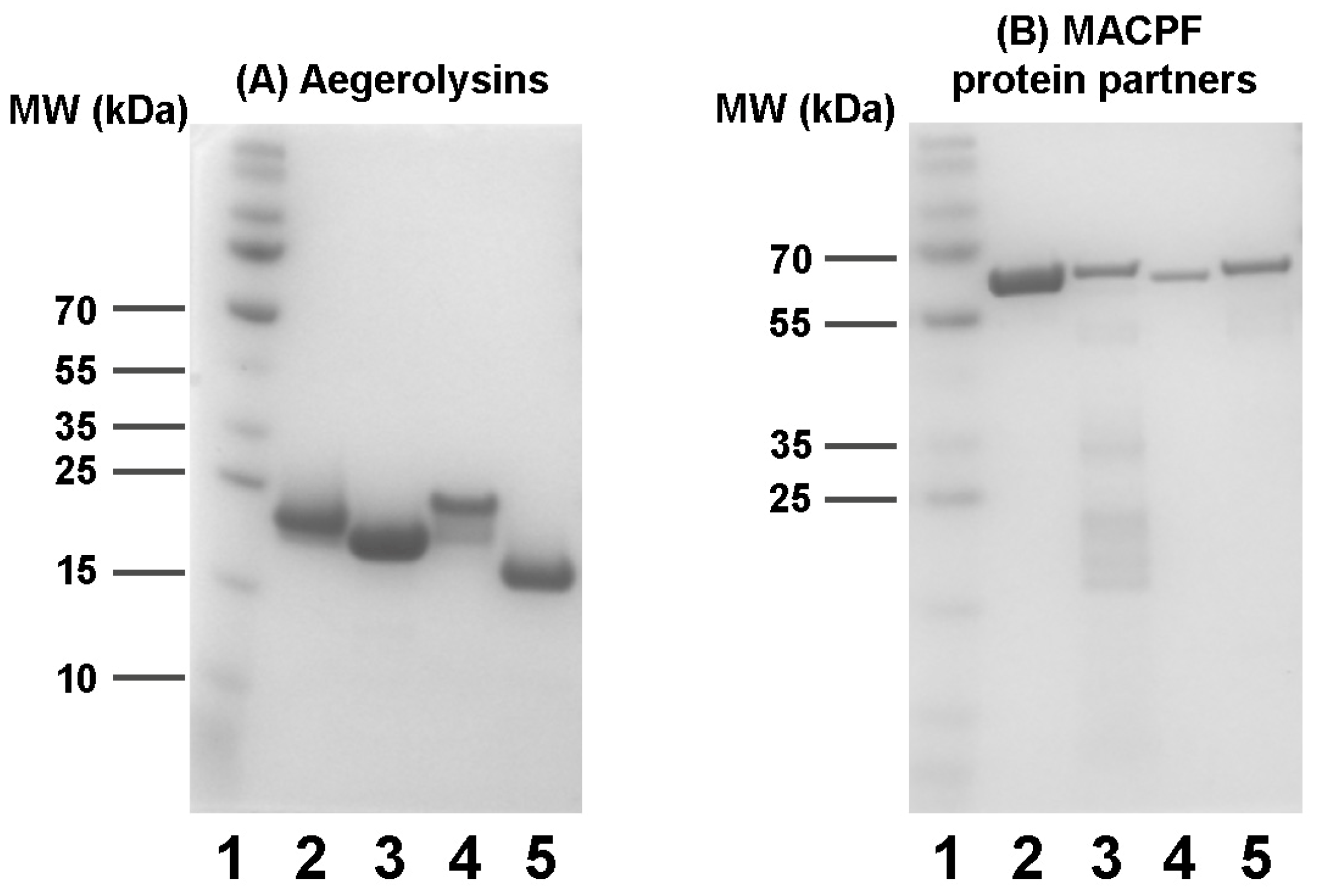 Toxins 16 00143 g004
