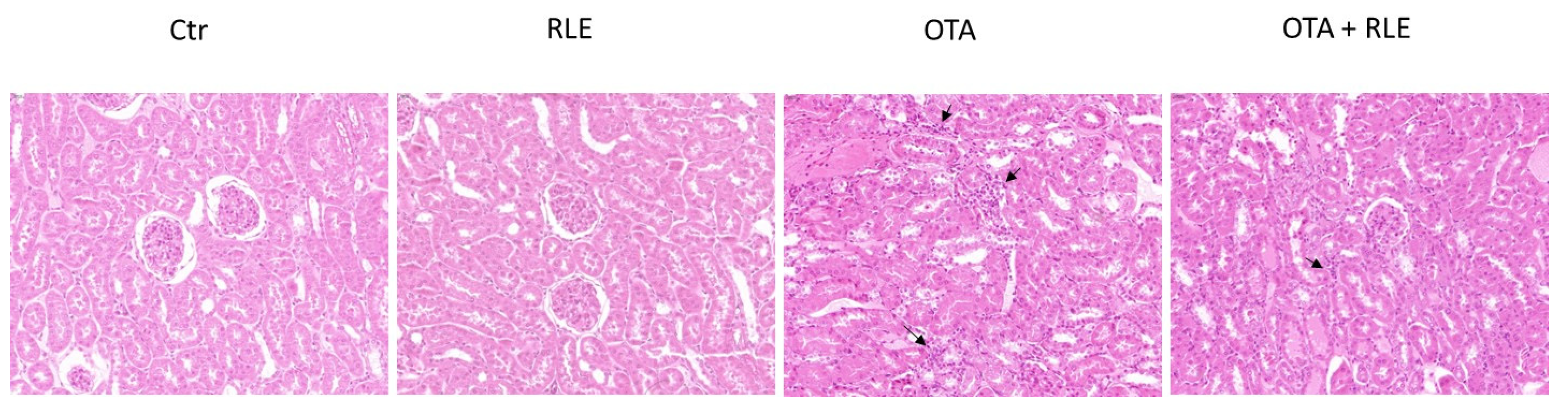 Toxins 16 00151 g005