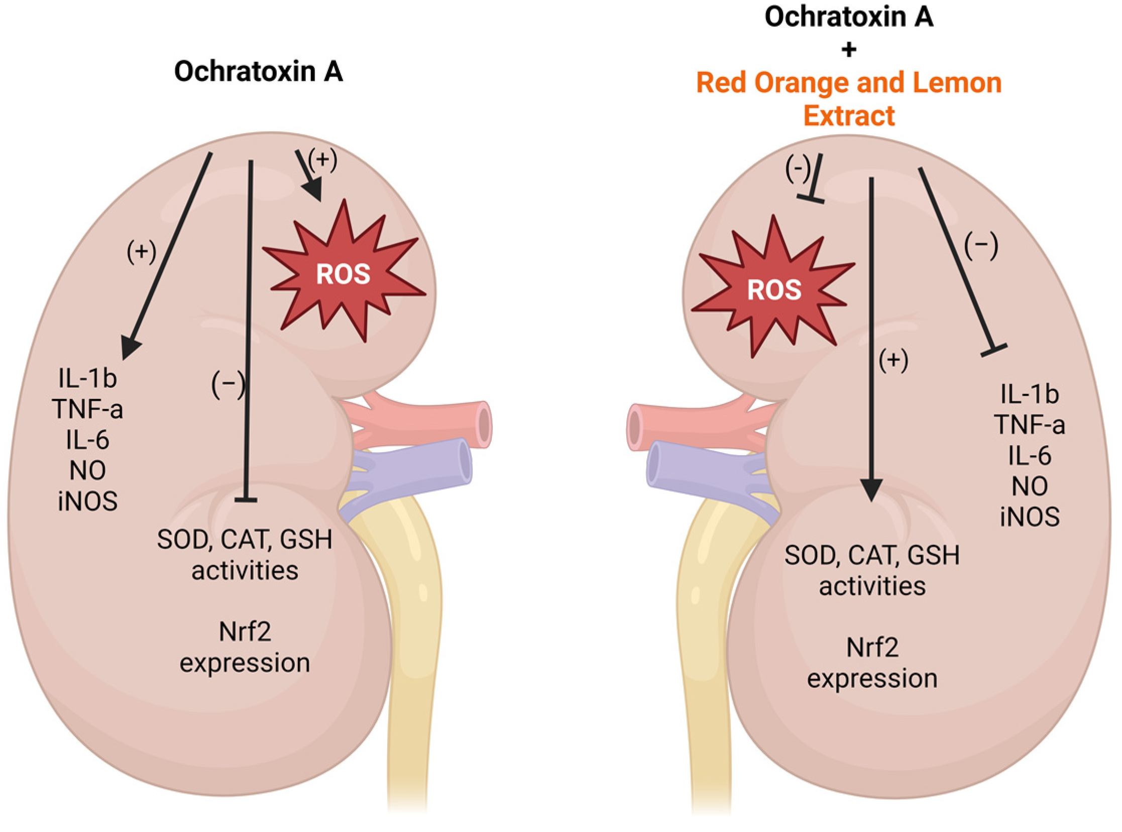 Toxins 16 00151 g007