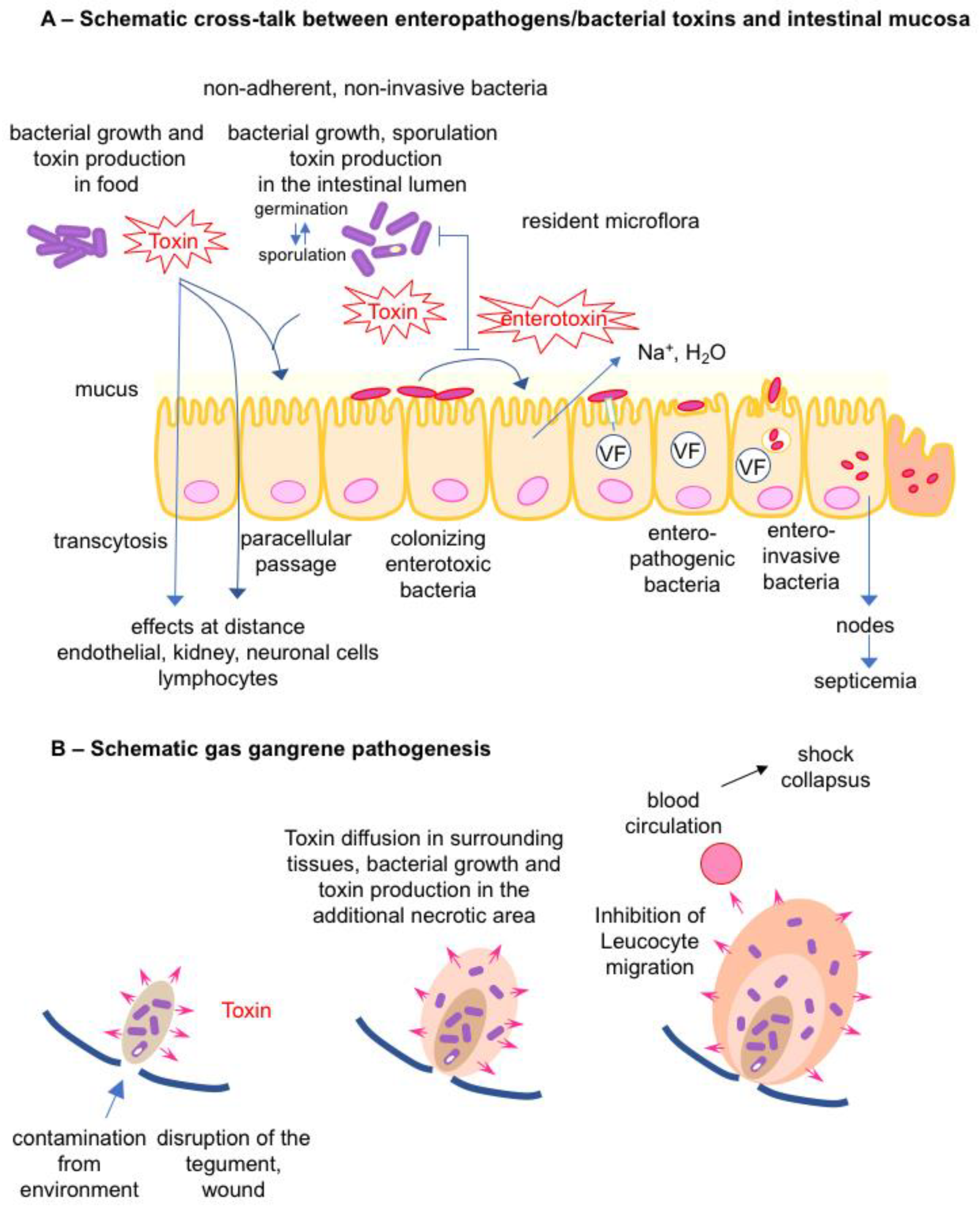 Toxins 16 00182 g002 Toxins 16 00182 g002