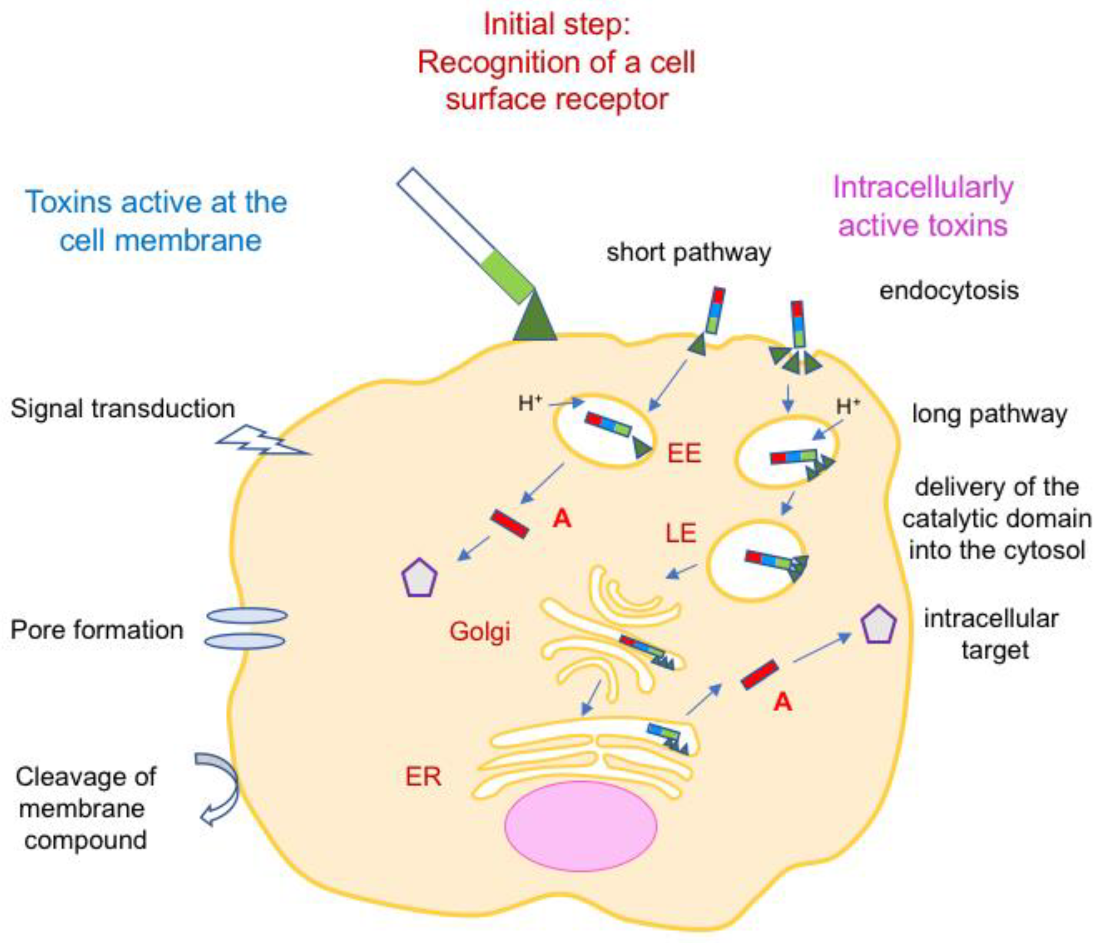 Toxins 16 00182 g004 Toxins 16 00182 g004