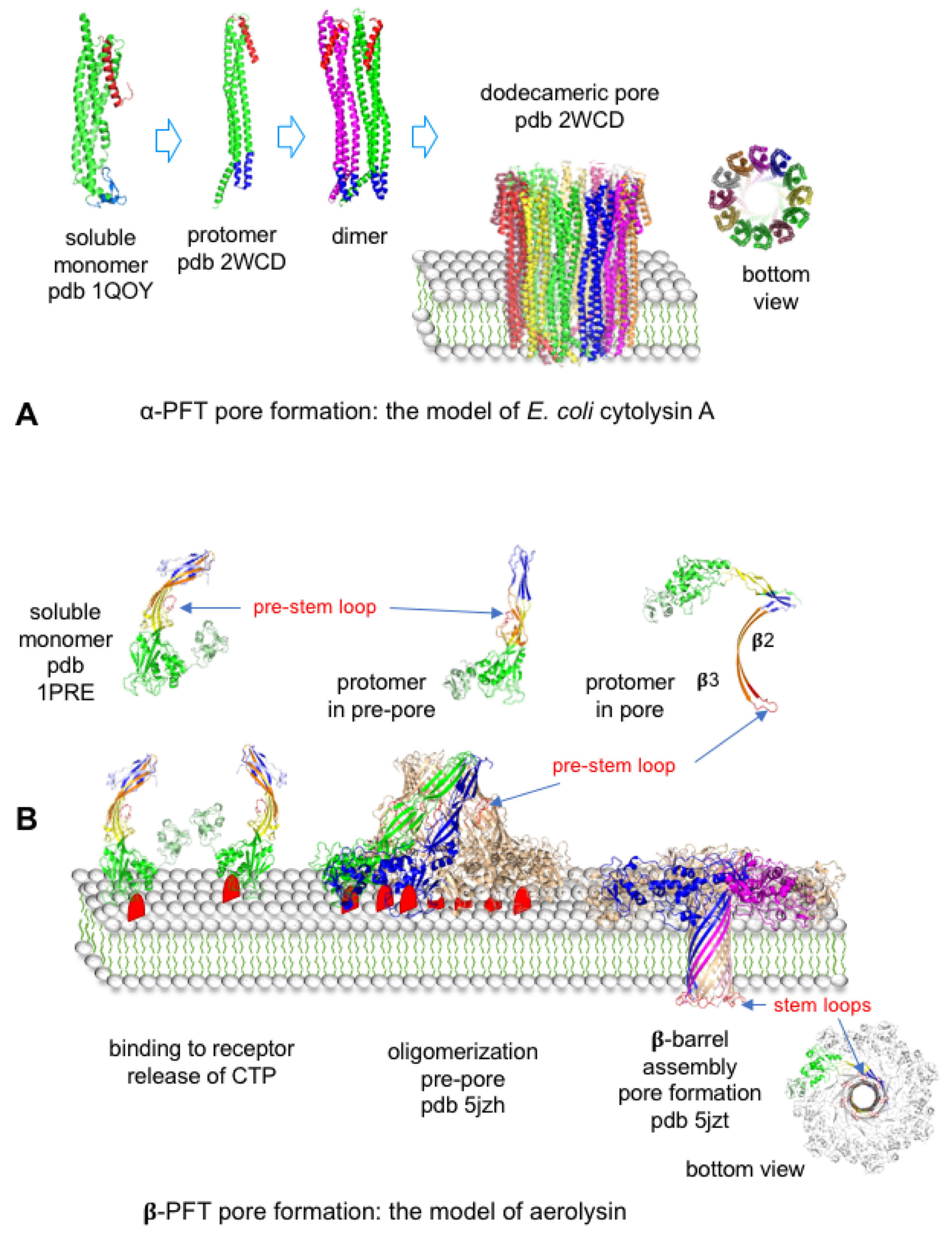 Toxins 16 00182 g008 Toxins 16 00182 g008