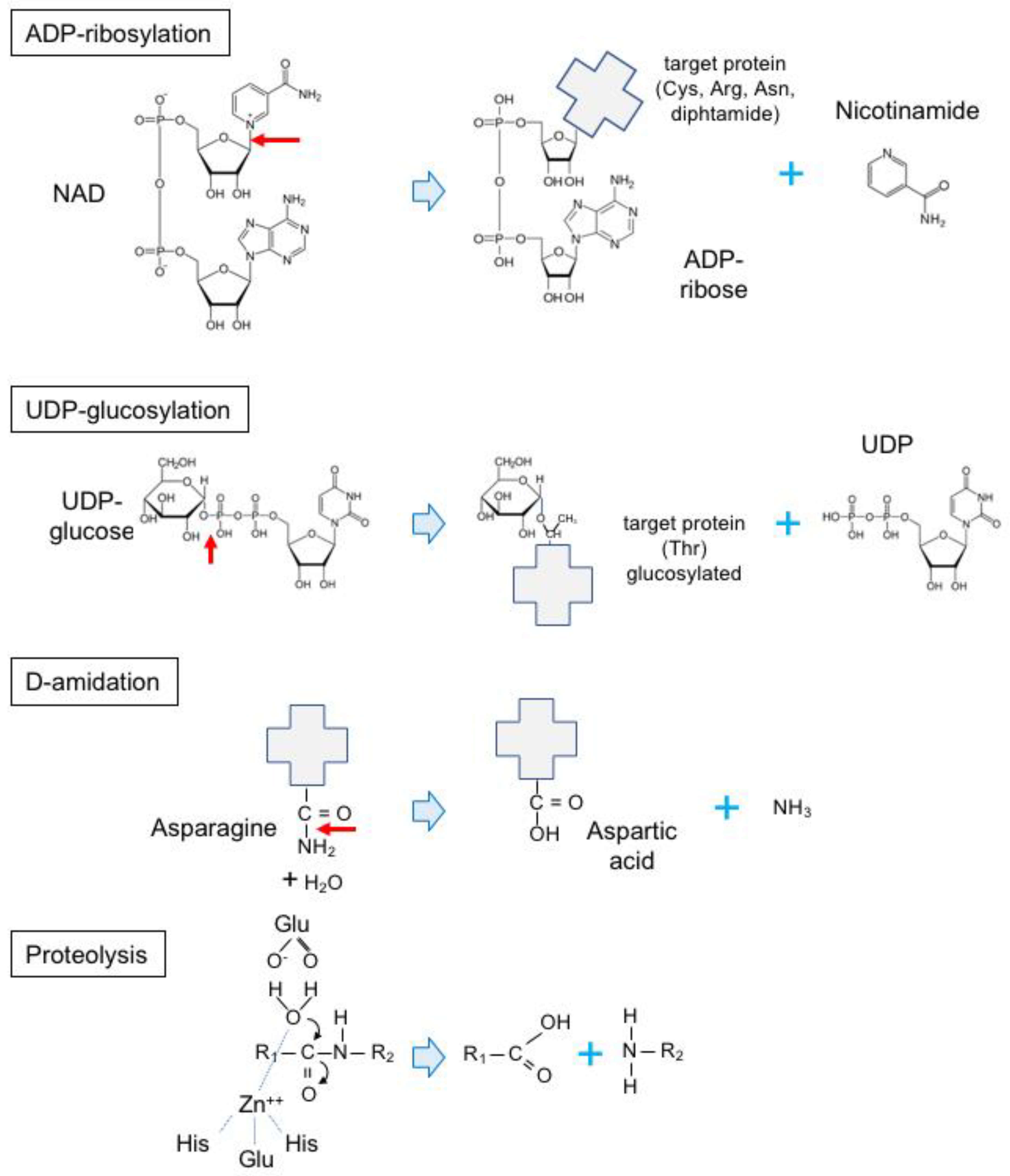 Toxins 16 00182 g011 Toxins 16 00182 g011
